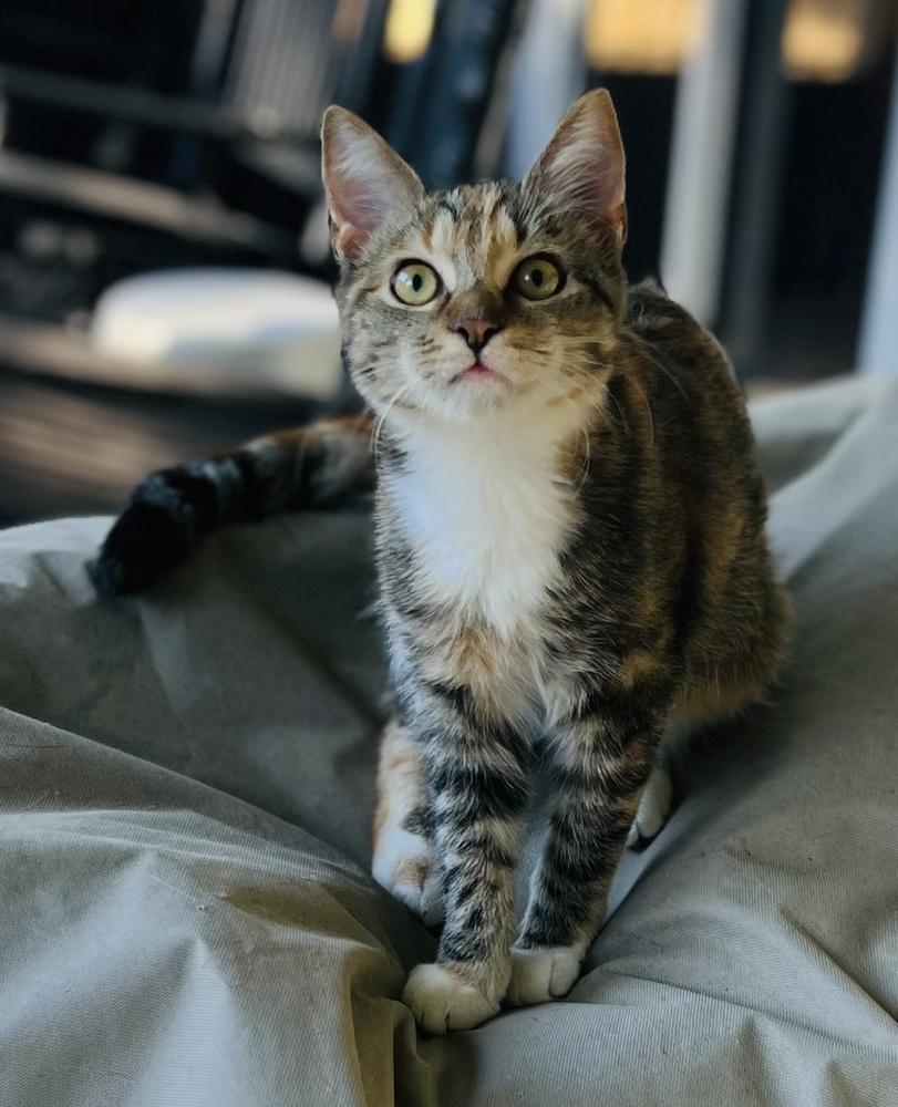 Enlarge Merryweather, a Adoptable mixed breed in Brandon, FL image 3/5