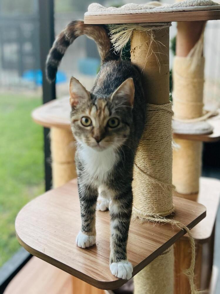 Merryweather, Adoptable, Kitten Female Domestic Short Hair.