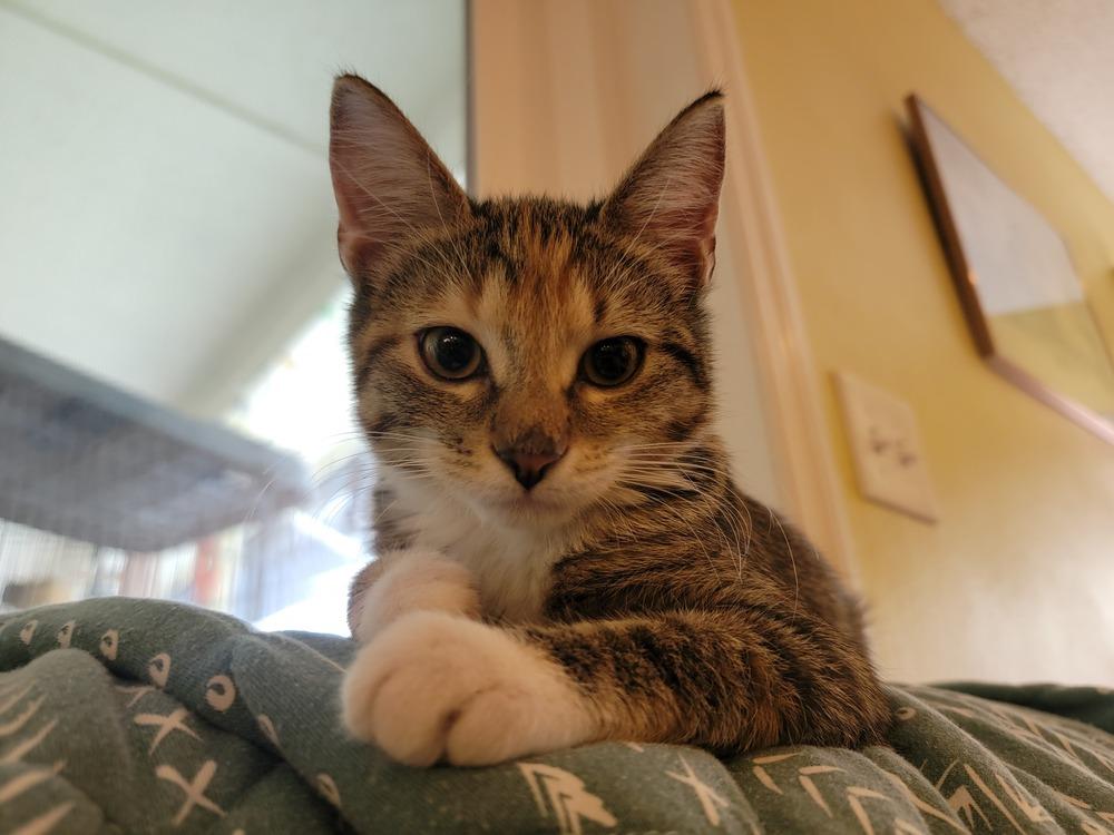 Enlarge Merryweather, a Adoptable mixed breed in Brandon, FL image 3/3