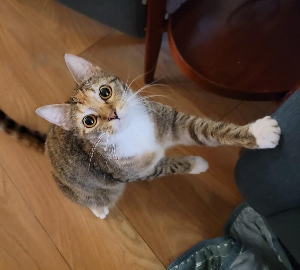 Enlarge Merryweather, a Adoptable mixed breed in Brandon, FL image 2/2