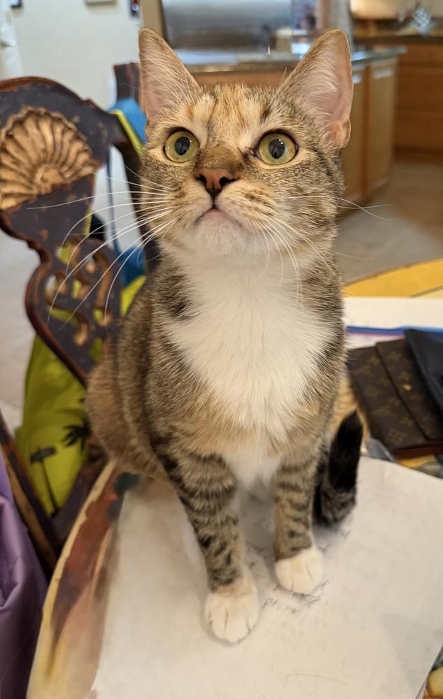 Enlarge Merryweather, a Adoptable mixed breed in Brandon, FL image 3/3