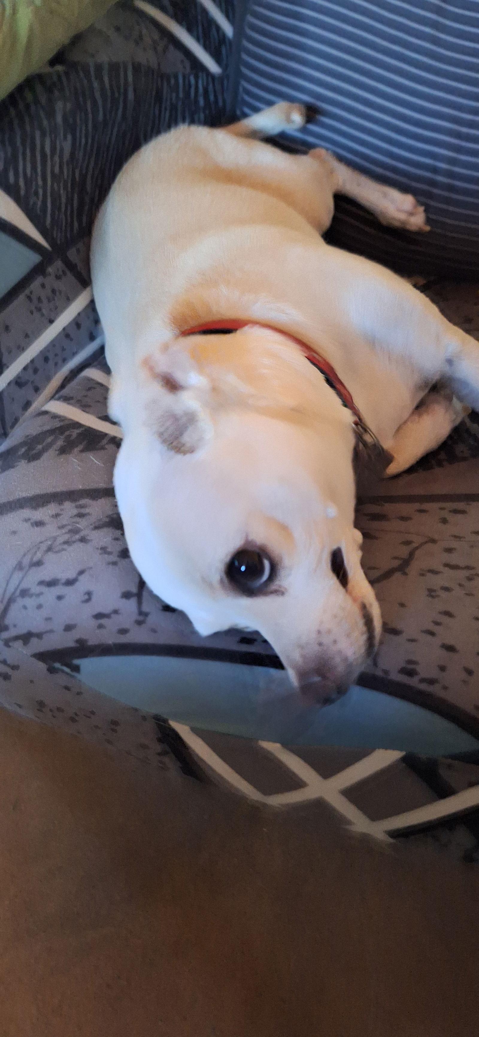 Simon, Adoptable, Young Male Chihuahua.