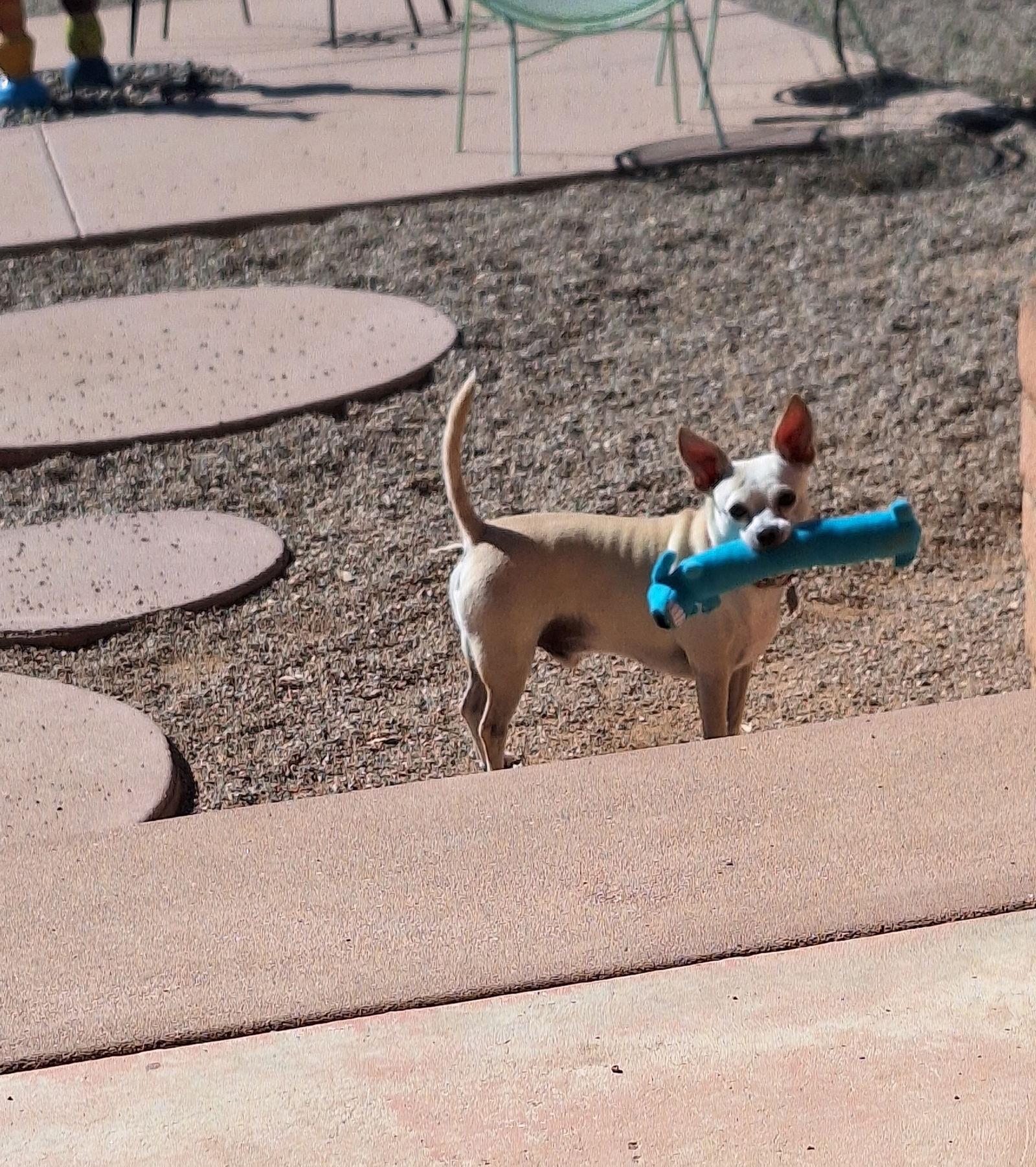 Enlarge Simon, a Adoptable Chihuahua in Tucson, AZ image 2/3