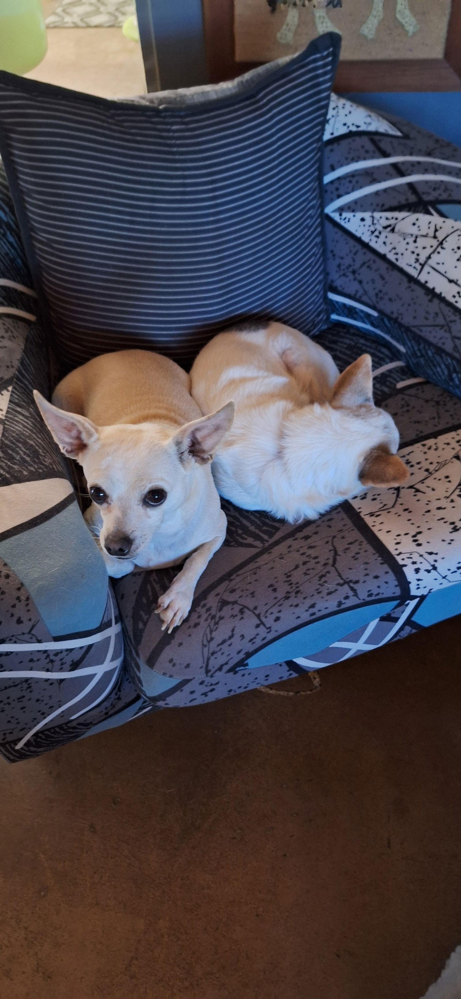 Enlarge Simon, a Adoptable Chihuahua in Tucson, AZ image 3/3