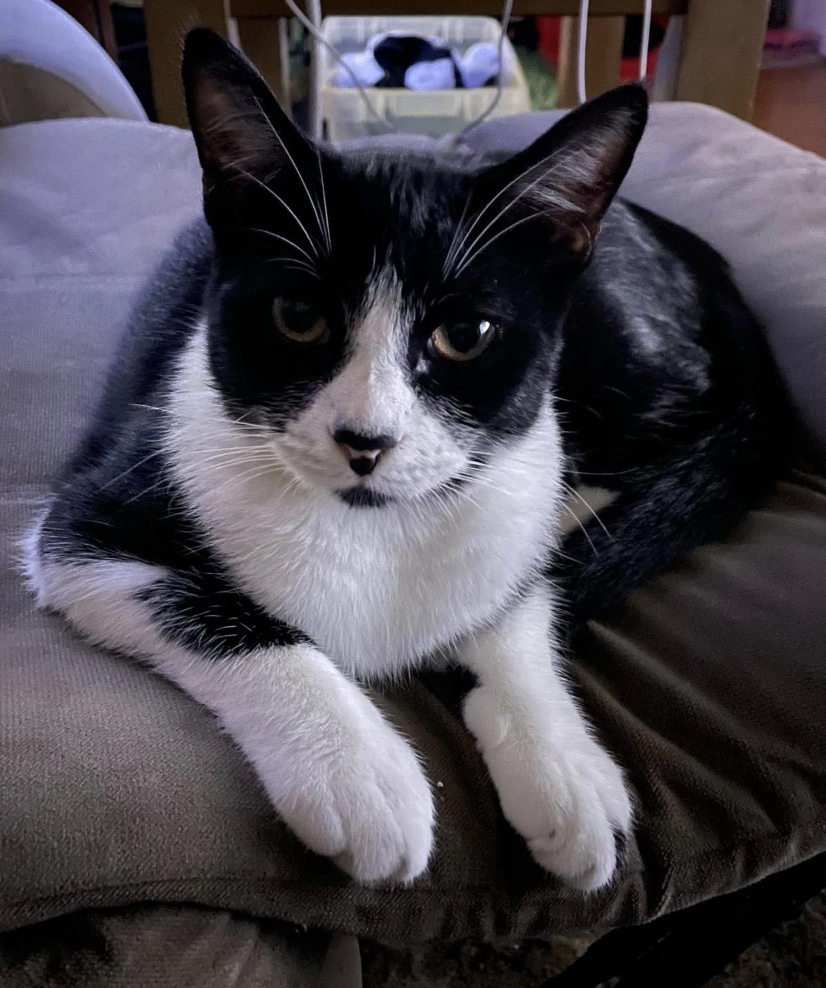 Enlarge Cadbury, a ADOPTABLE Domestic Short Hair in Orange, CA image 5/6