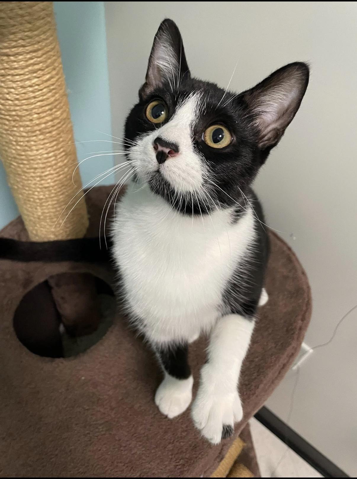 Enlarge Cadbury, a ADOPTABLE Domestic Short Hair in Orange, CA image 6/6