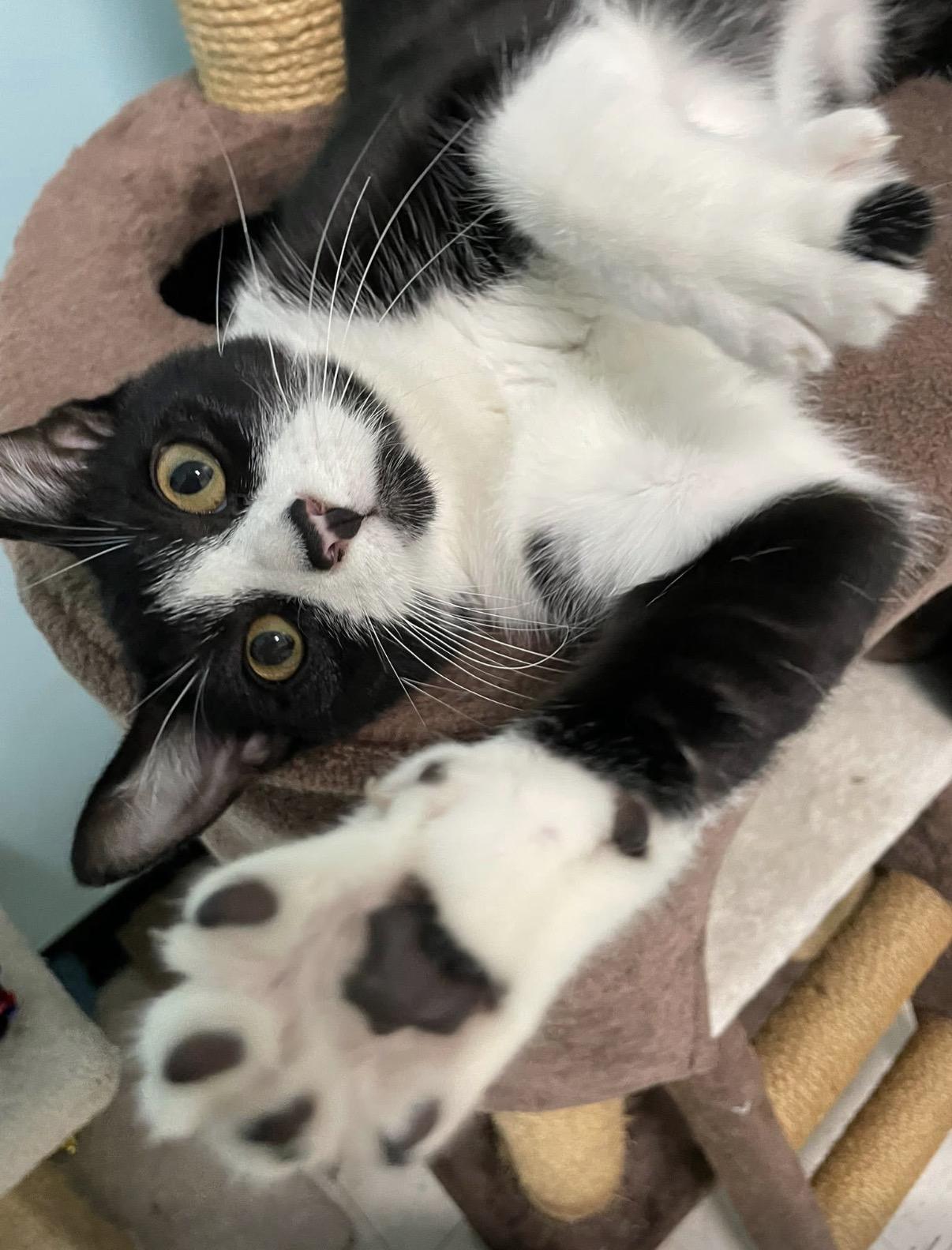 Enlarge Cadbury, a ADOPTABLE Domestic Short Hair in Orange, CA image 1/6