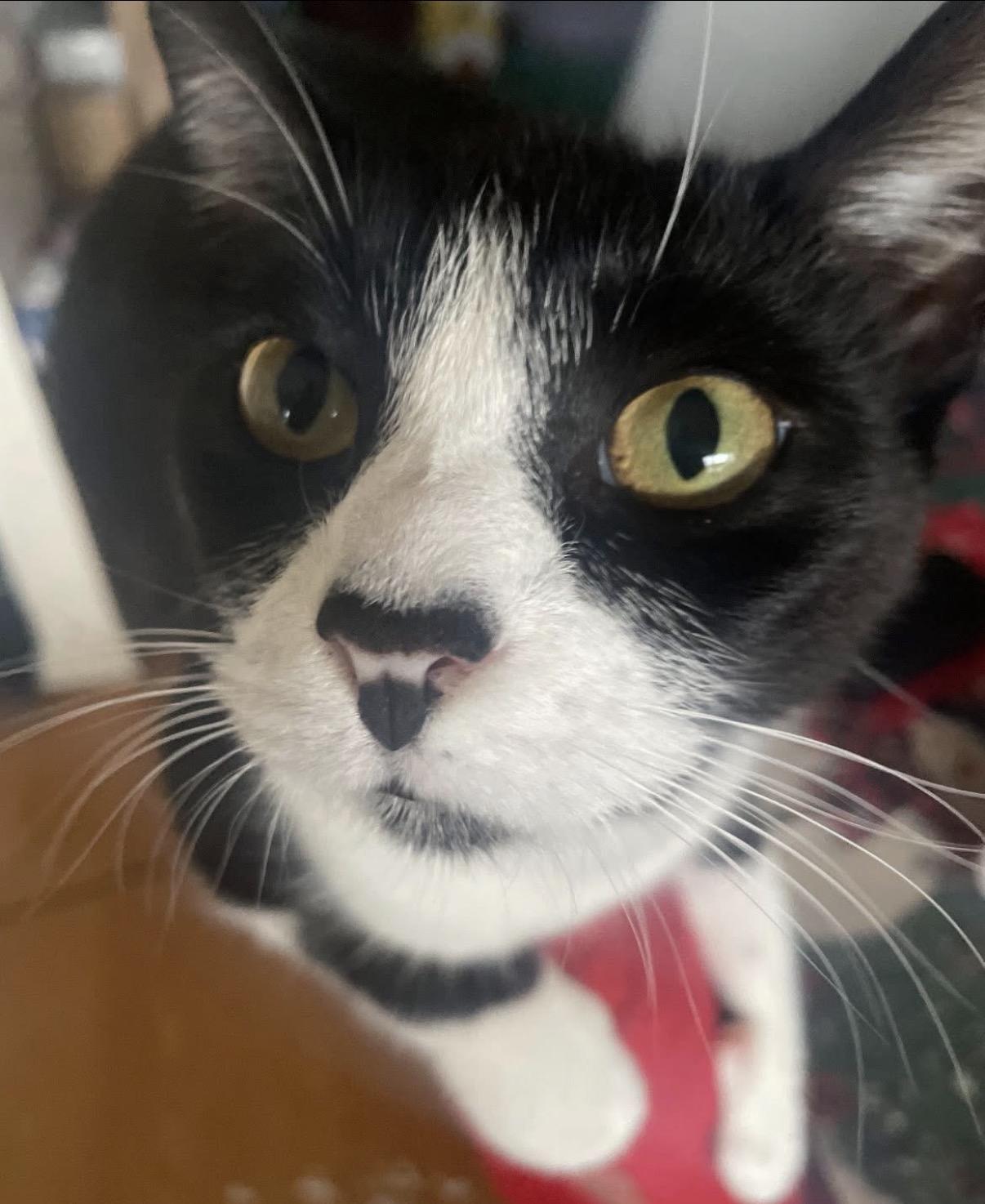 Enlarge Cadbury, a ADOPTABLE Domestic Short Hair in Orange, CA image 3/6