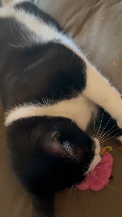 Enlarge Cadbury, a ADOPTABLE Domestic Short Hair in Orange, CA video 2/6