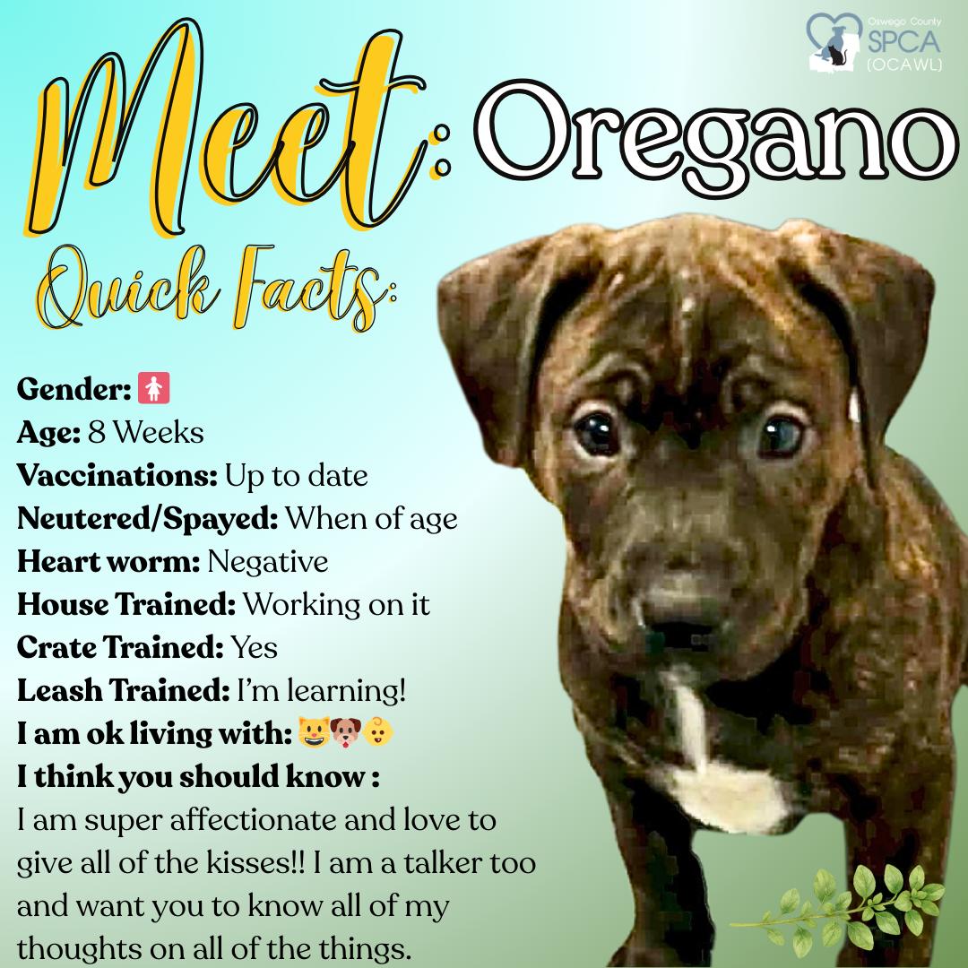 Oregano, adopted, Puppy Female Labrador Retriever.