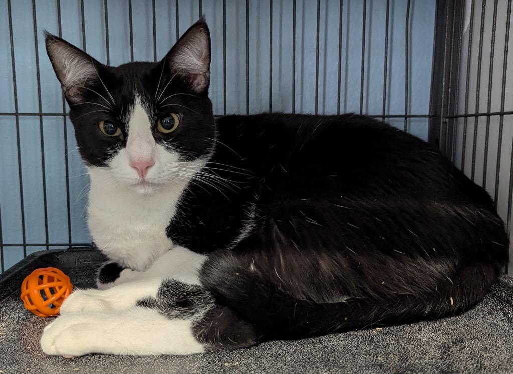 Colvert, Adoptable, Young Male Domestic Short Hair.