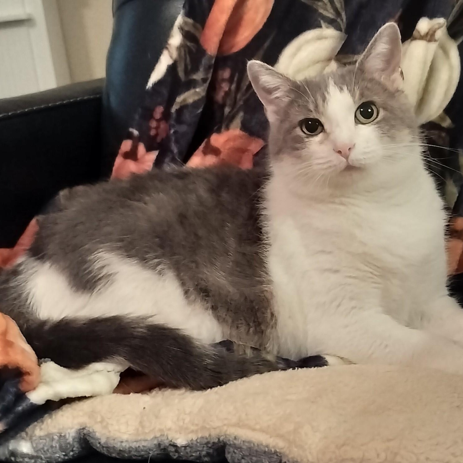 Sophie, a Adoptable Domestic Short Hair in Sedalia, MO image 2/6