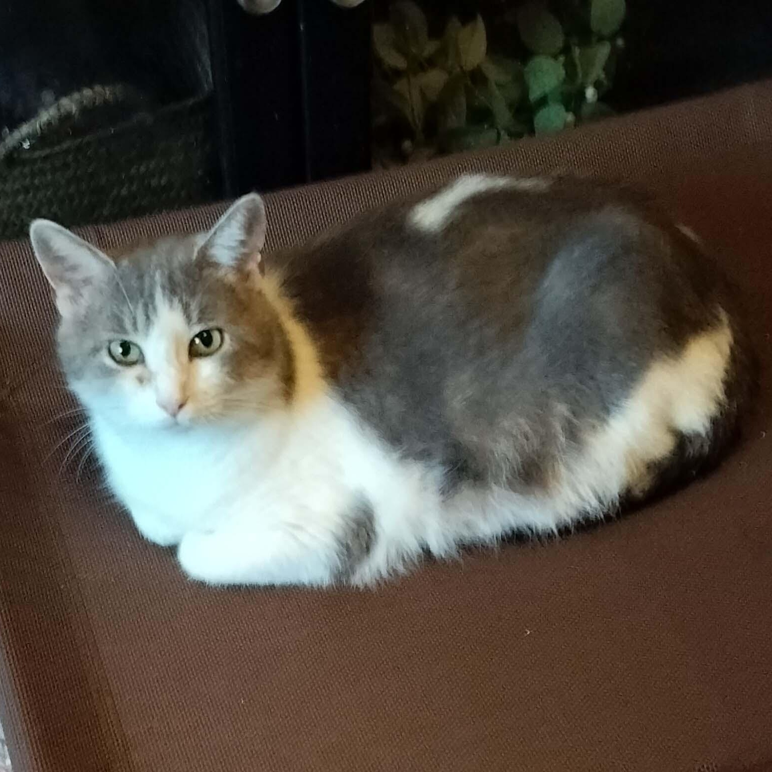 Sophie, a Adoptable Domestic Short Hair in Sedalia, MO image 4/6