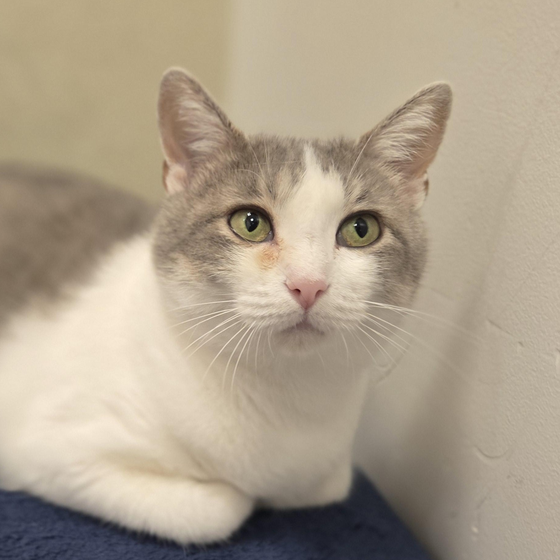 Sophie, Adoptable, Adult Female Domestic Short Hair.