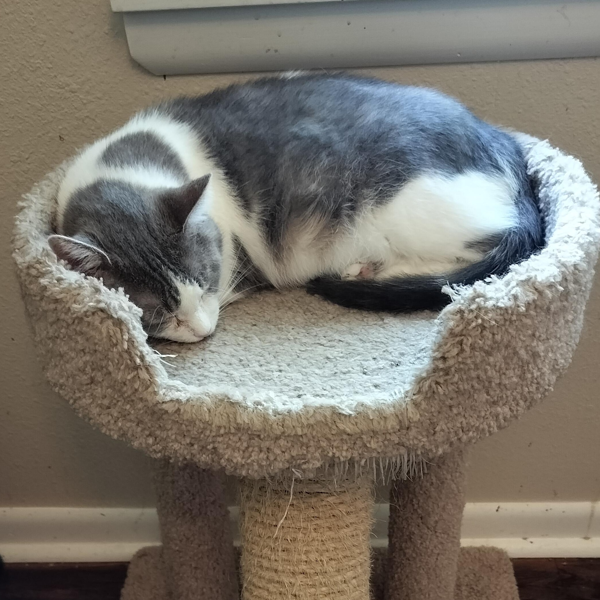 Sophie, a Adoptable Domestic Short Hair in Sedalia, MO image 5/6