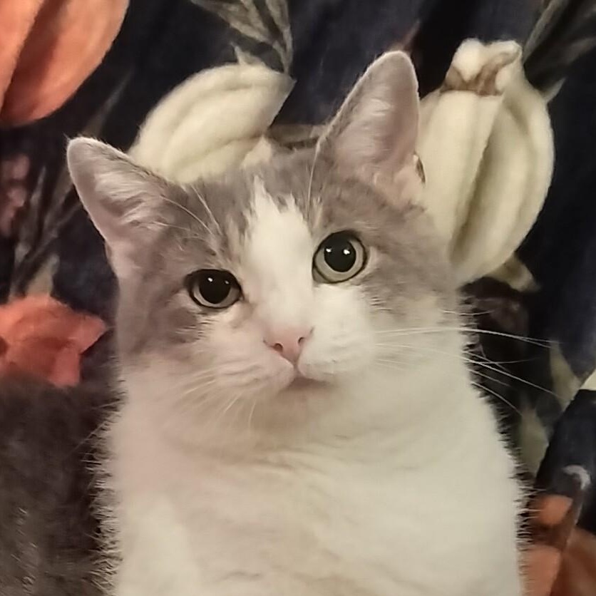 Sophie, Adoptable, Adult Female Domestic Short Hair.