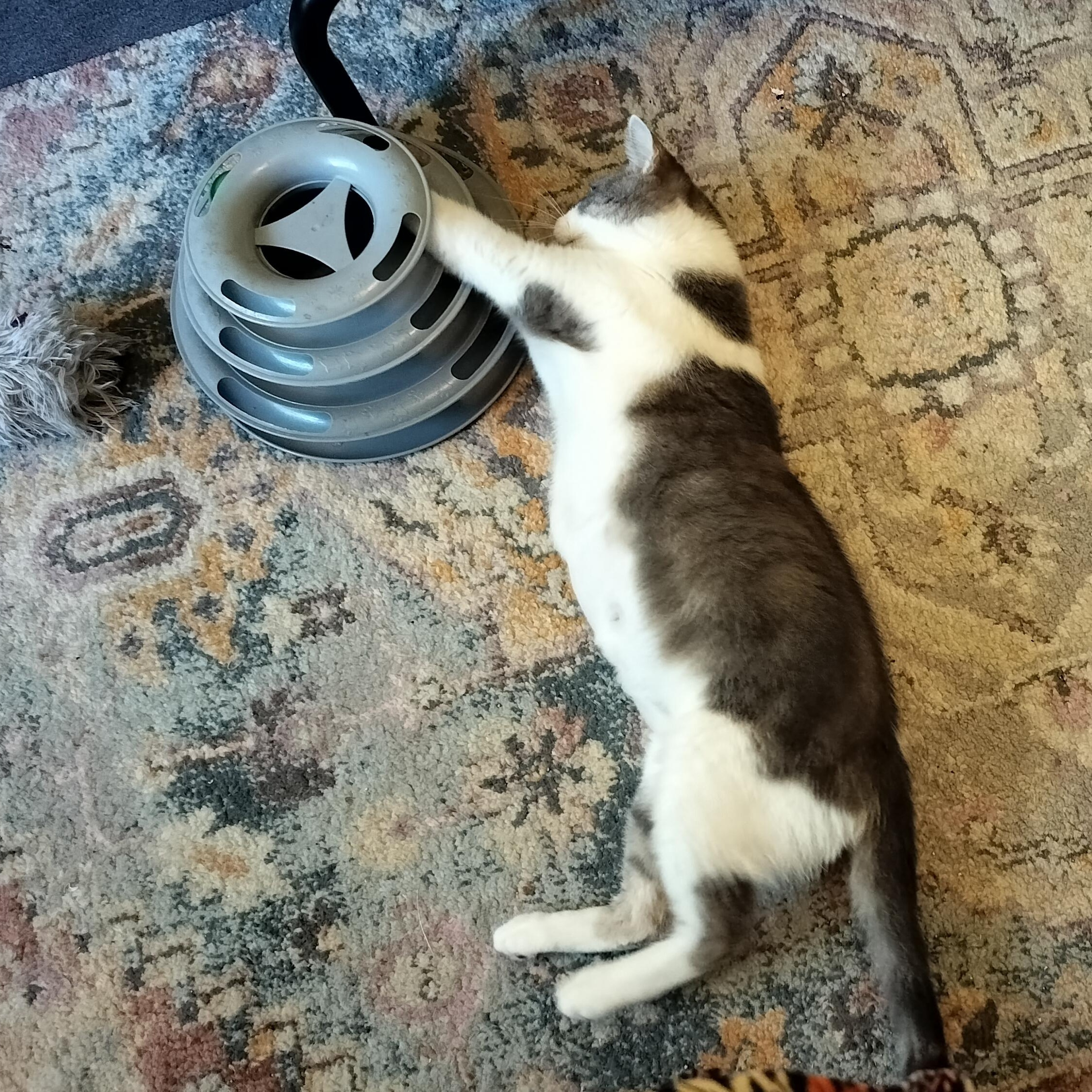 Sophie, a Adoptable Domestic Short Hair in Sedalia, MO image 6/6