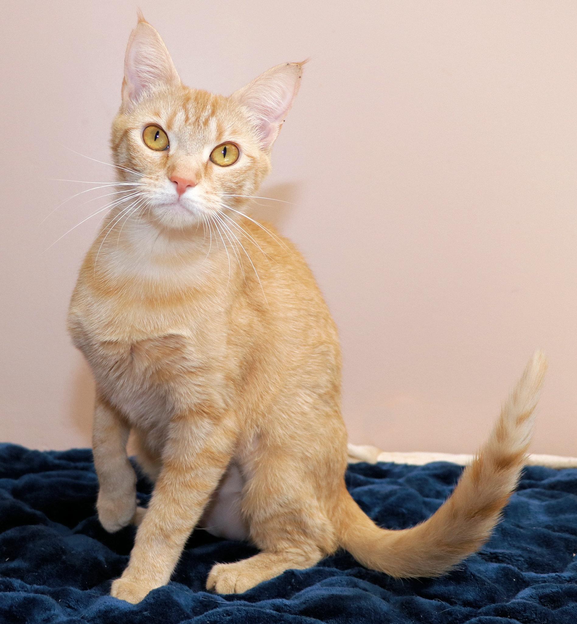 Alani, an adopted Domestic Medium Hair in Cincinnati, OH image 2/3
