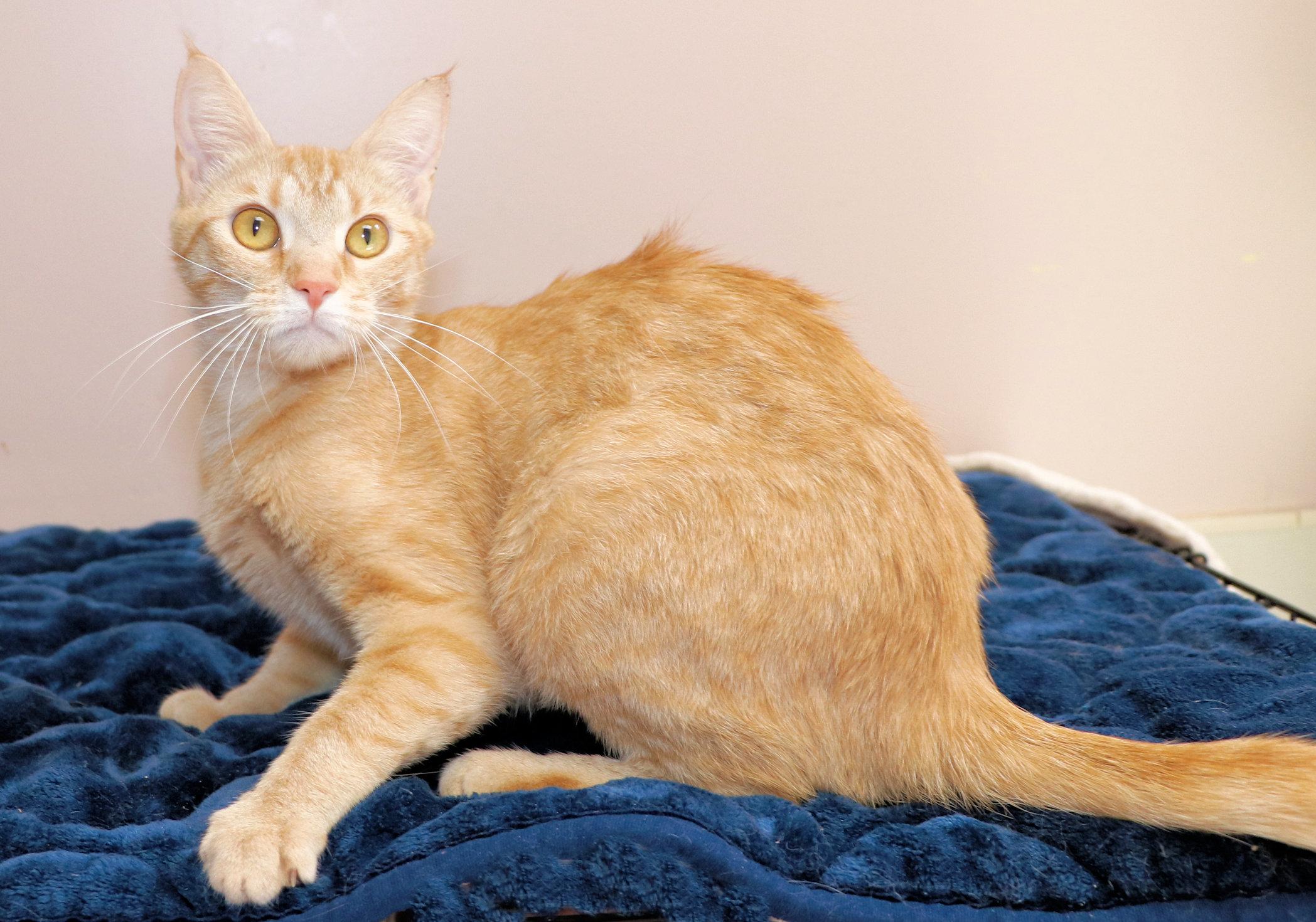 Alani, an adopted Domestic Medium Hair in Cincinnati, OH image 3/3