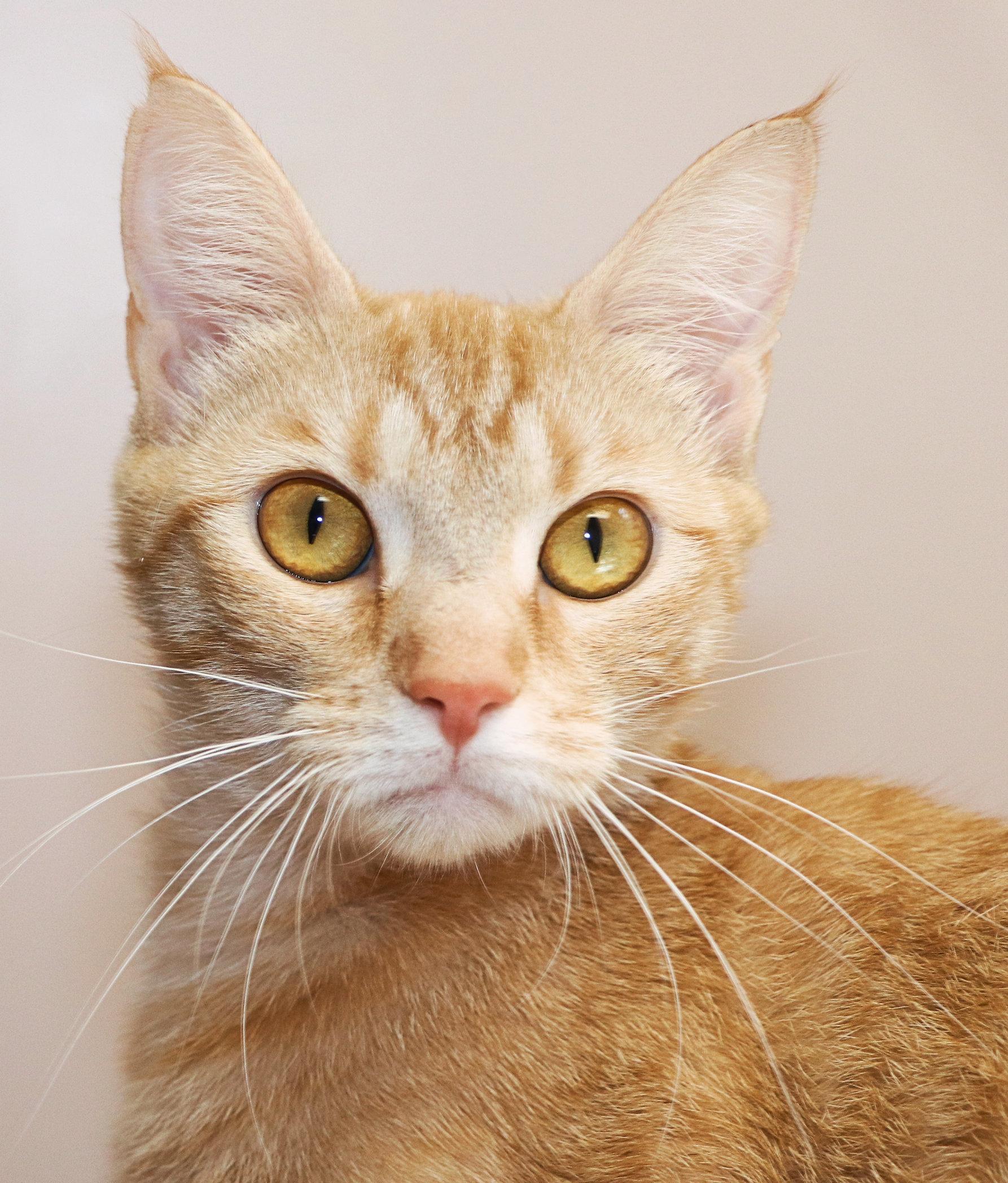 Alani, adopted, Young Female Domestic Medium Hair.