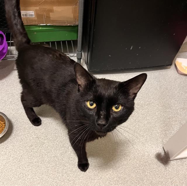 Enlarge BALATRO, a Adoptable Domestic Short Hair in Boston, MA image 1/1
