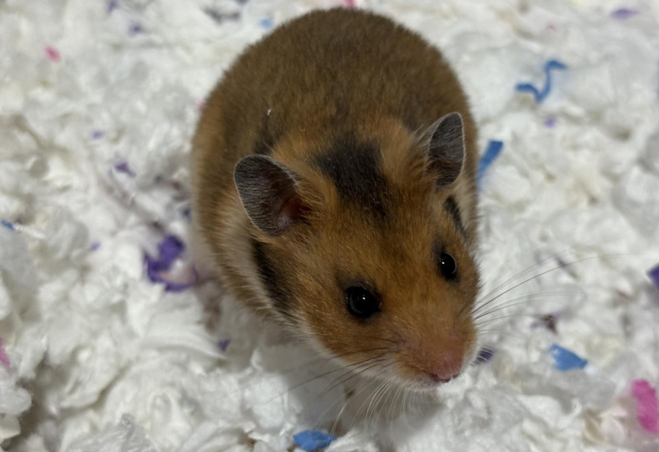 Hemp Milk, Adoptable, Young Male Hamster.