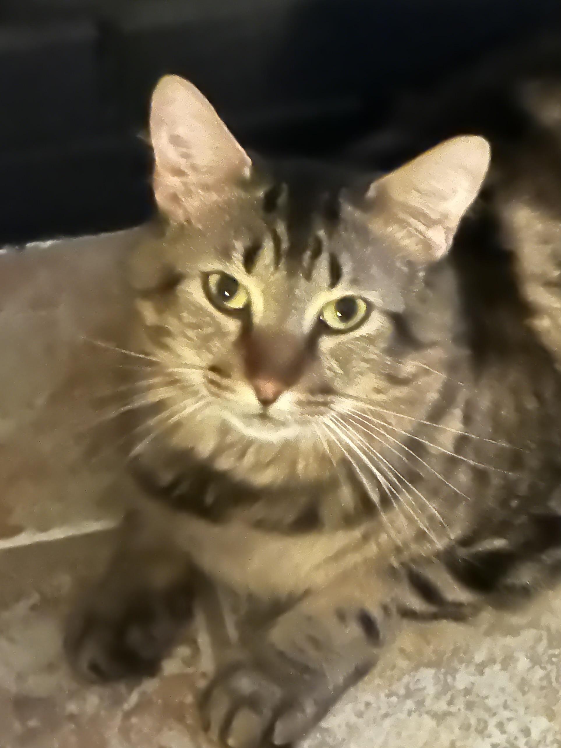 Clarence, Adoptable, Adult Male Domestic Medium Hair.