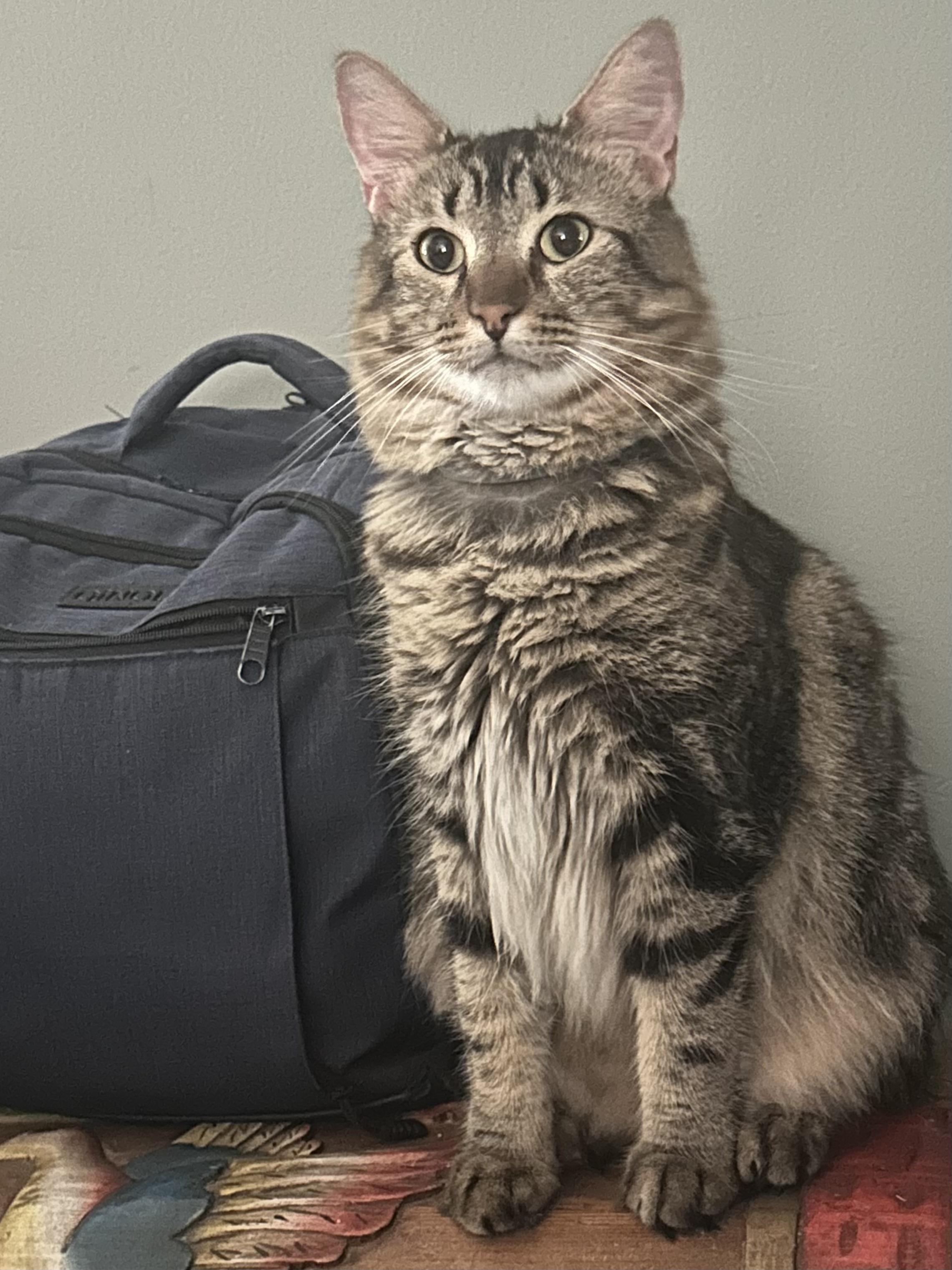 Clarence, a Adoptable Domestic Medium Hair in Randolph, AL image 2/6