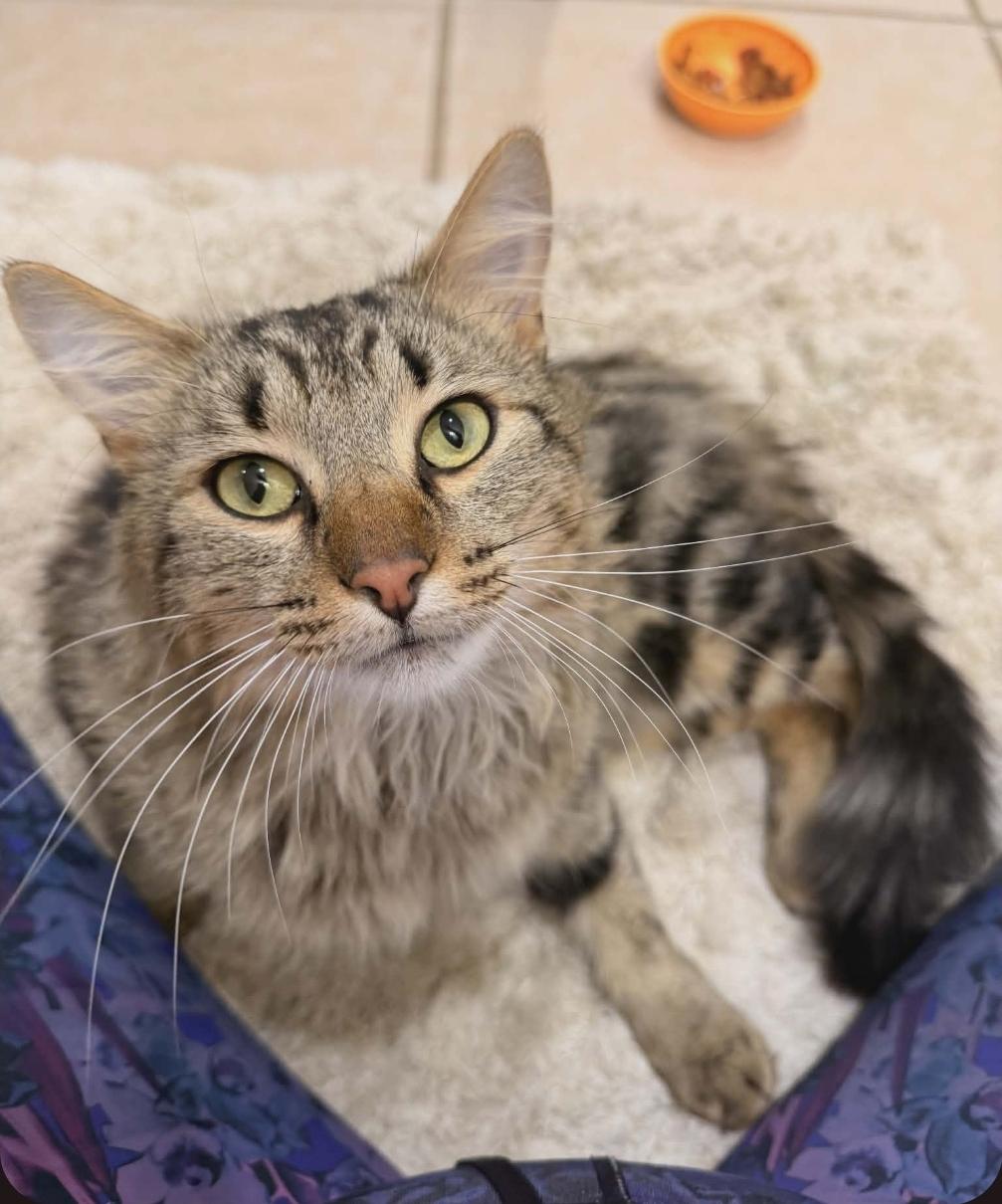 Clarence, Adoptable, Adult Male Domestic Medium Hair.