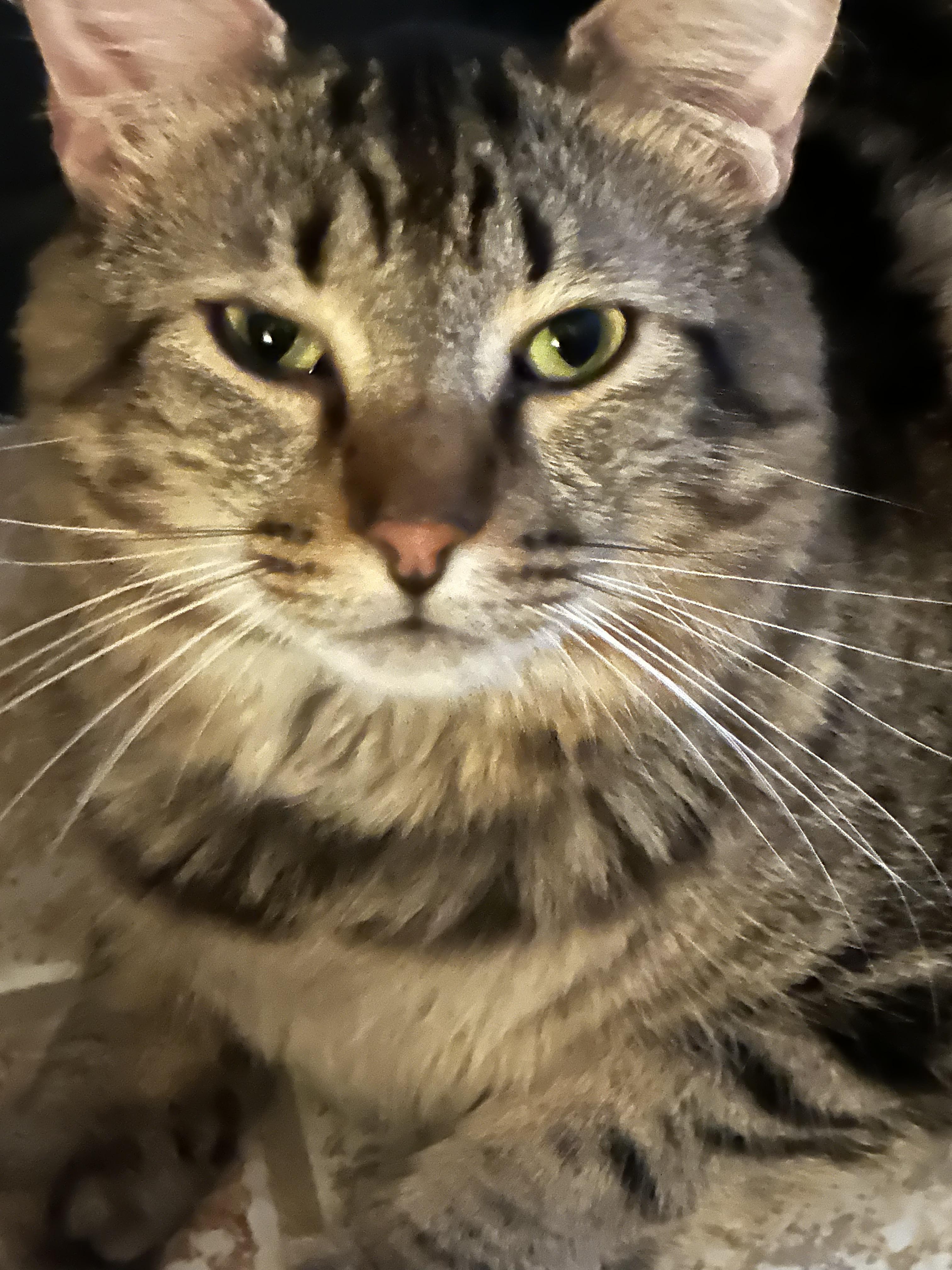 Clarence, a Adoptable Domestic Medium Hair in Randolph, AL image 3/6
