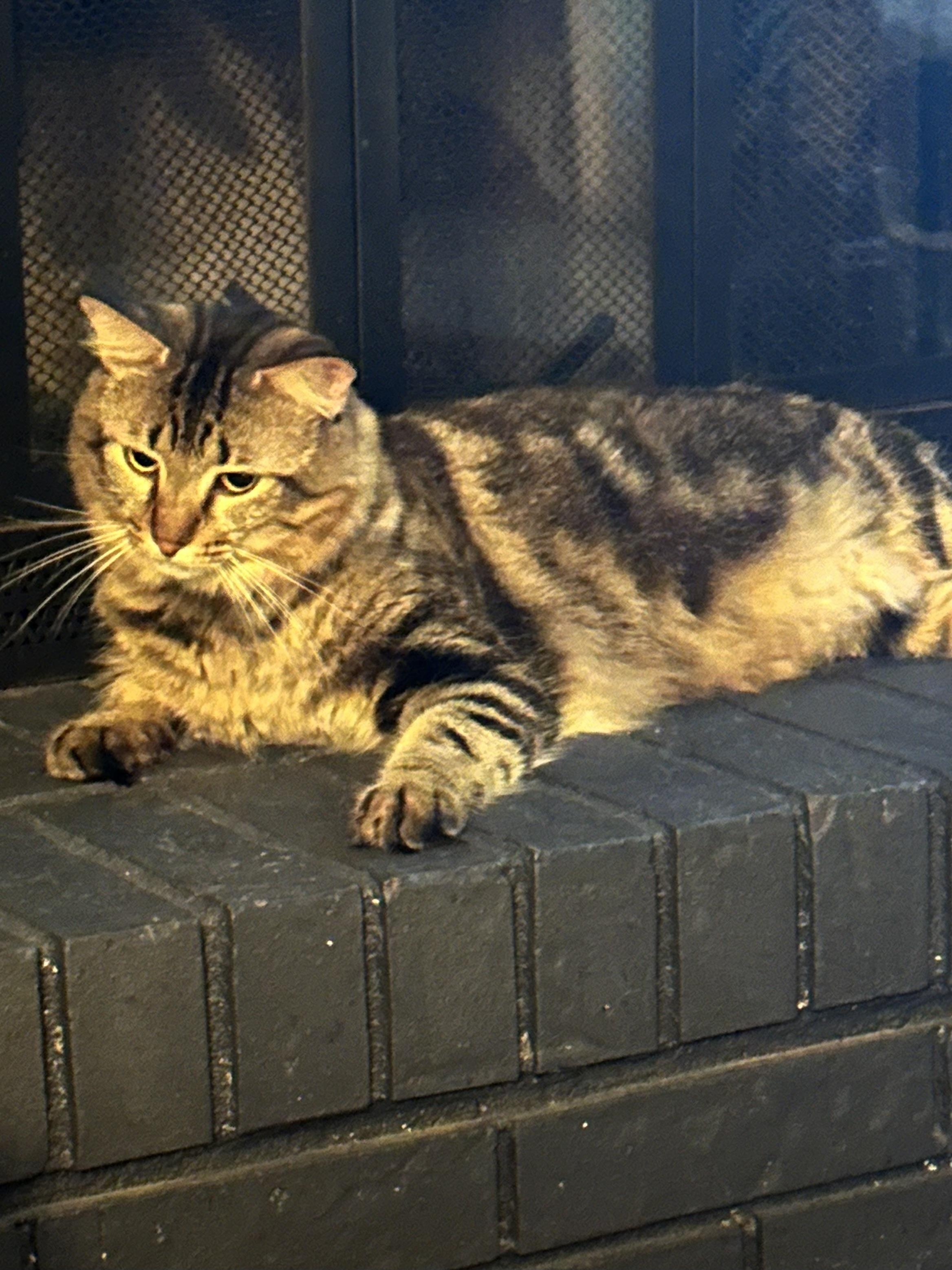 Clarence, a Adoptable Domestic Medium Hair in Randolph, AL image 4/6