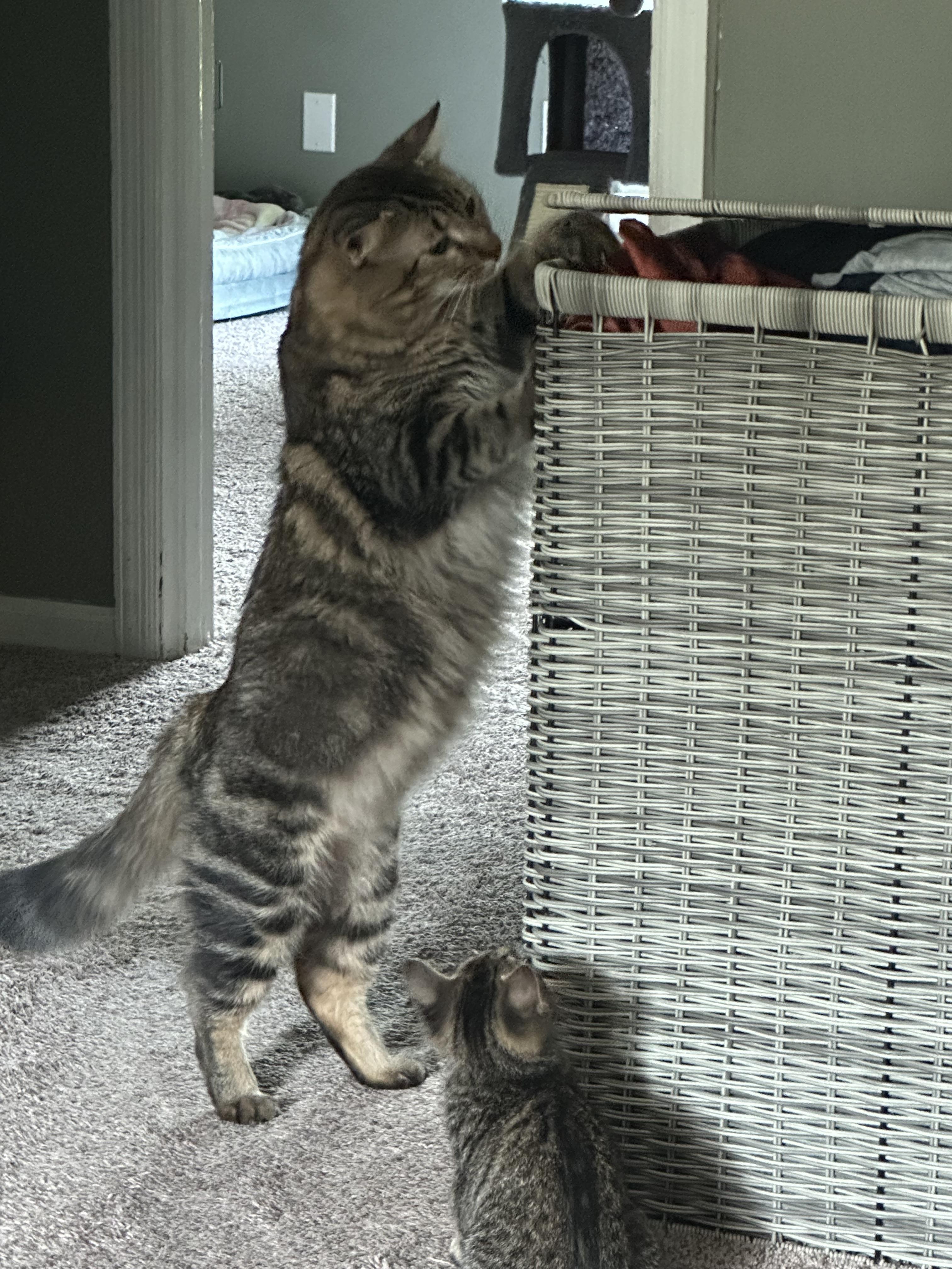 Clarence, a Adoptable Domestic Medium Hair in Randolph, AL image 5/6