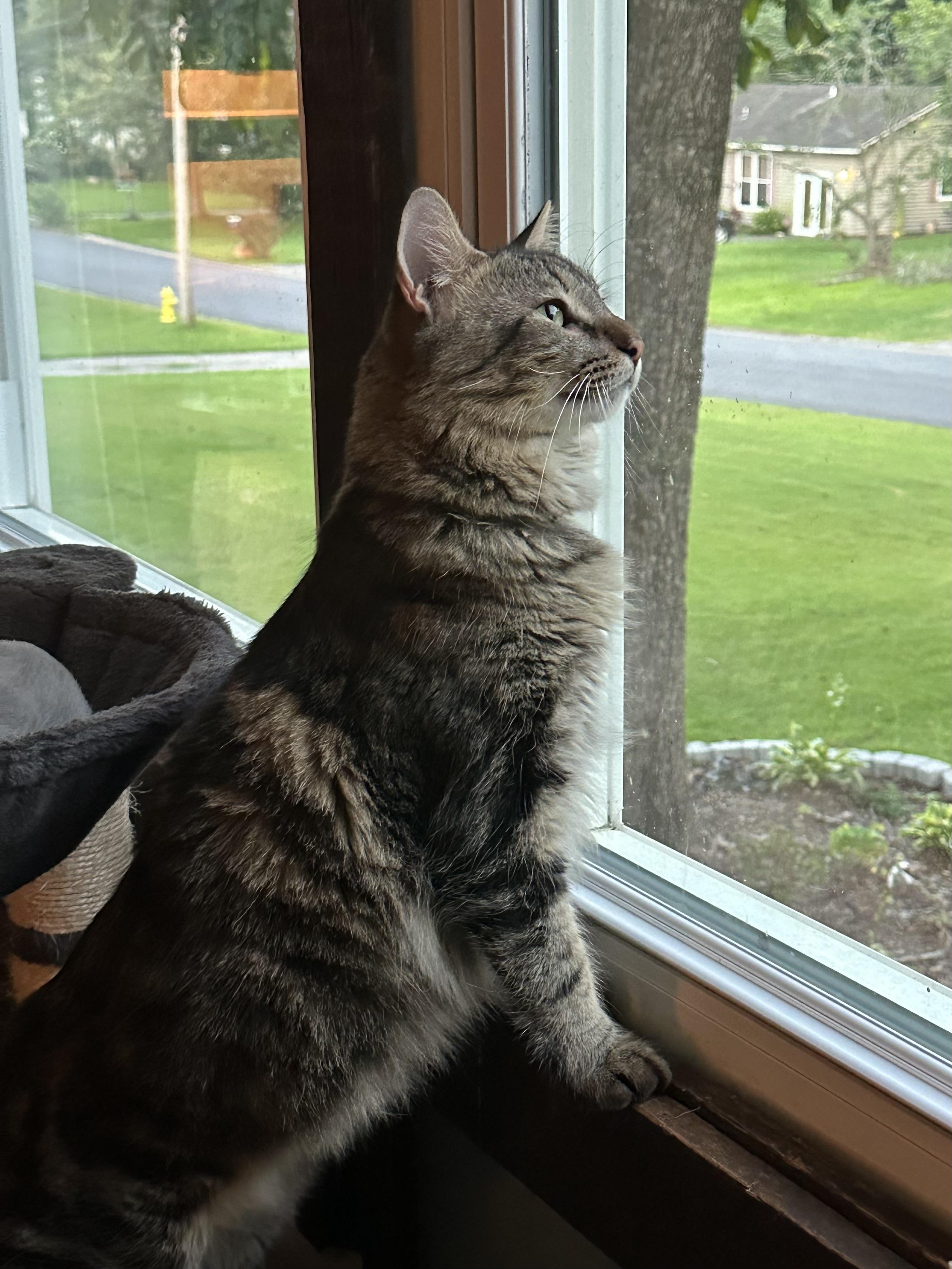 Clarence, a Adoptable Domestic Medium Hair in Randolph, AL image 6/6
