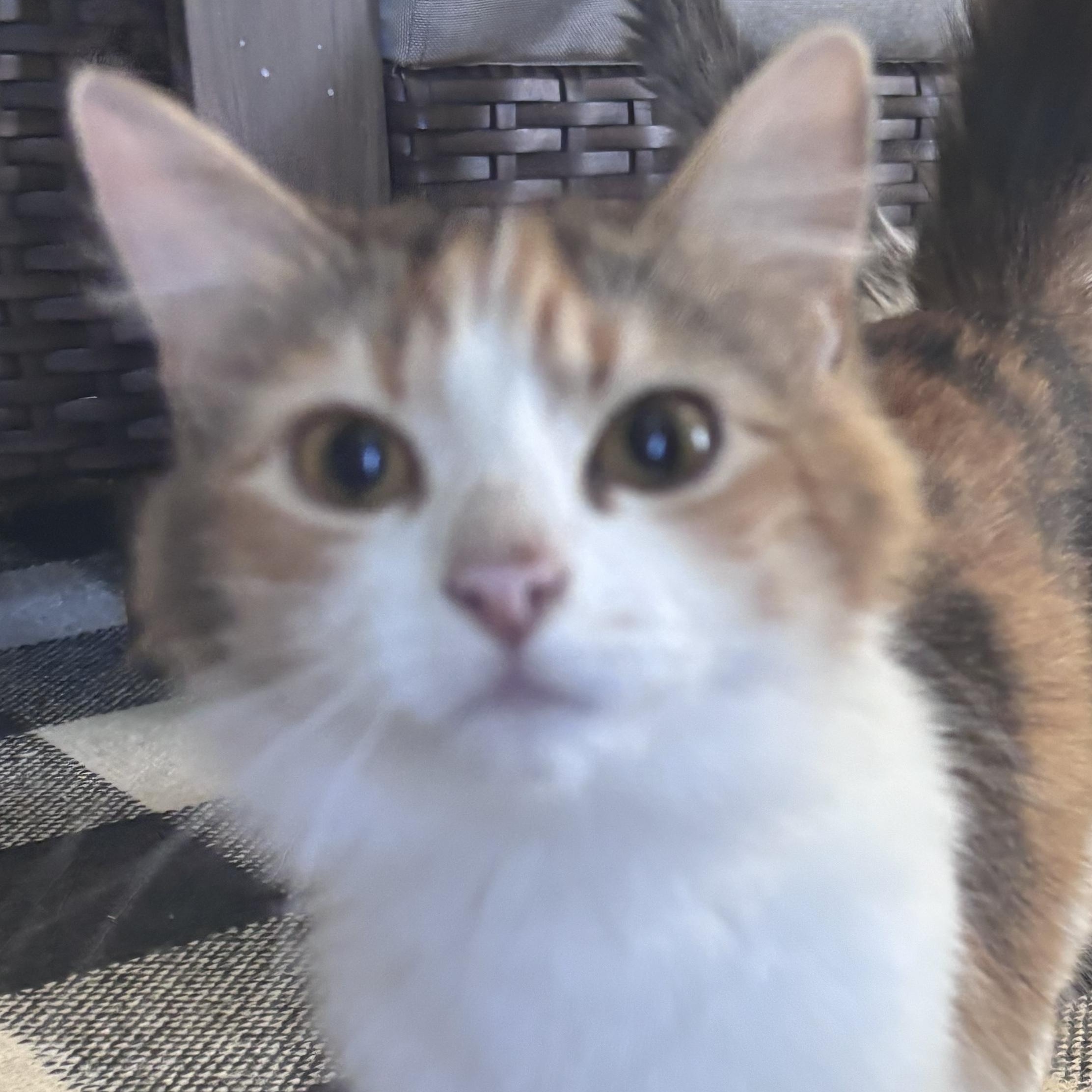 Enlarge Daffodil, a ADOPTABLE Domestic Medium Hair in Franklin, IN image 1/1