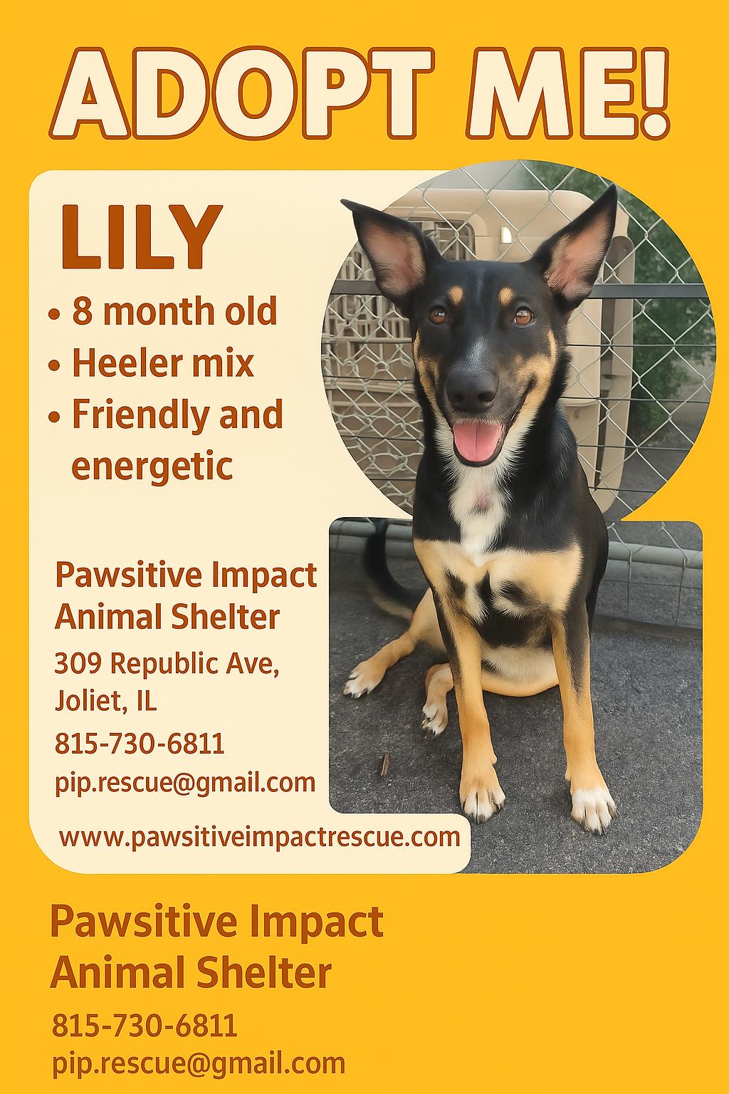 Enlarge Lily, a Adoptable mixed breed in Joliet, IL image 1/1