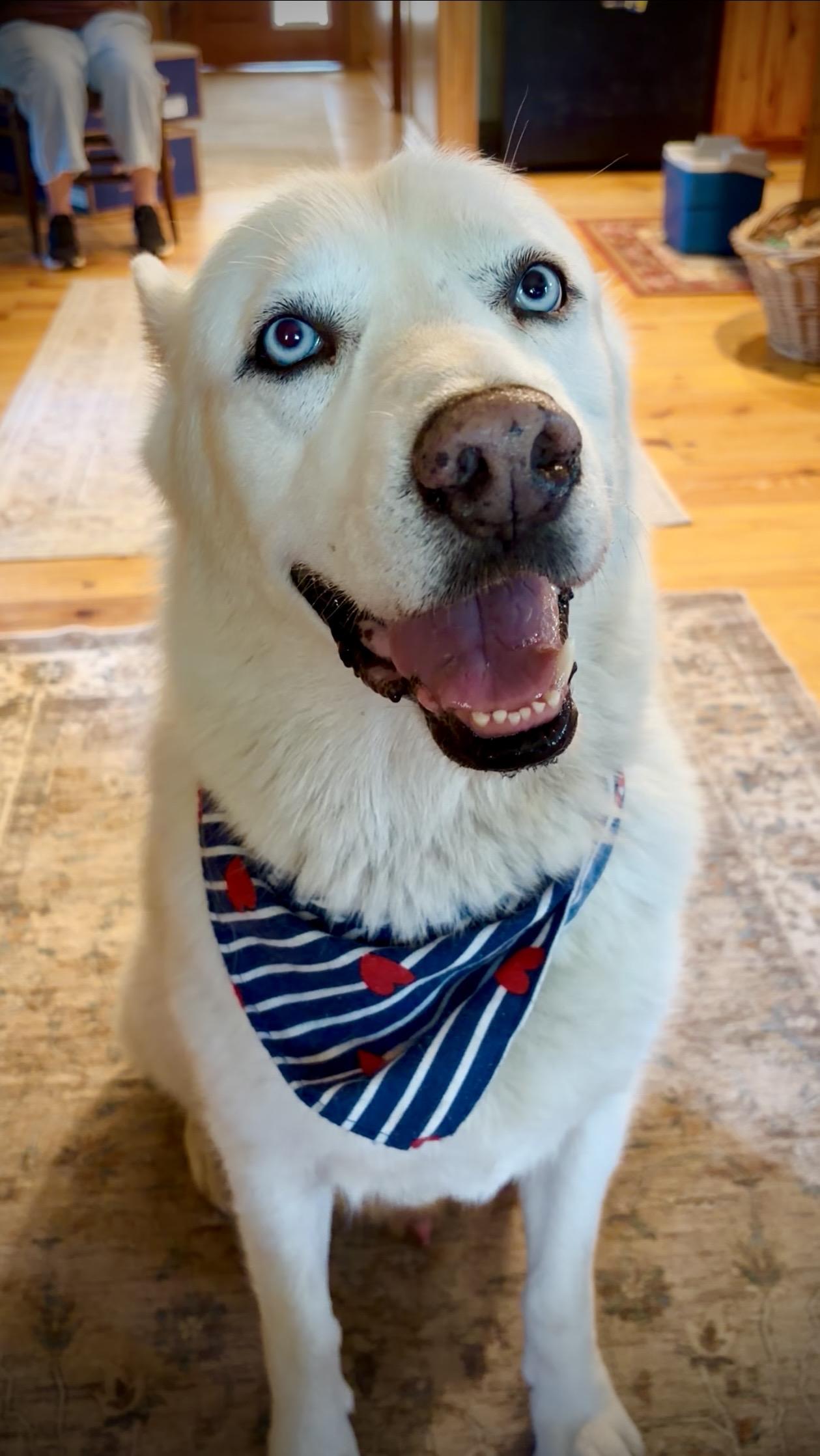 Poco, Adoptable, Adult Male Husky & Great Pyrenees.