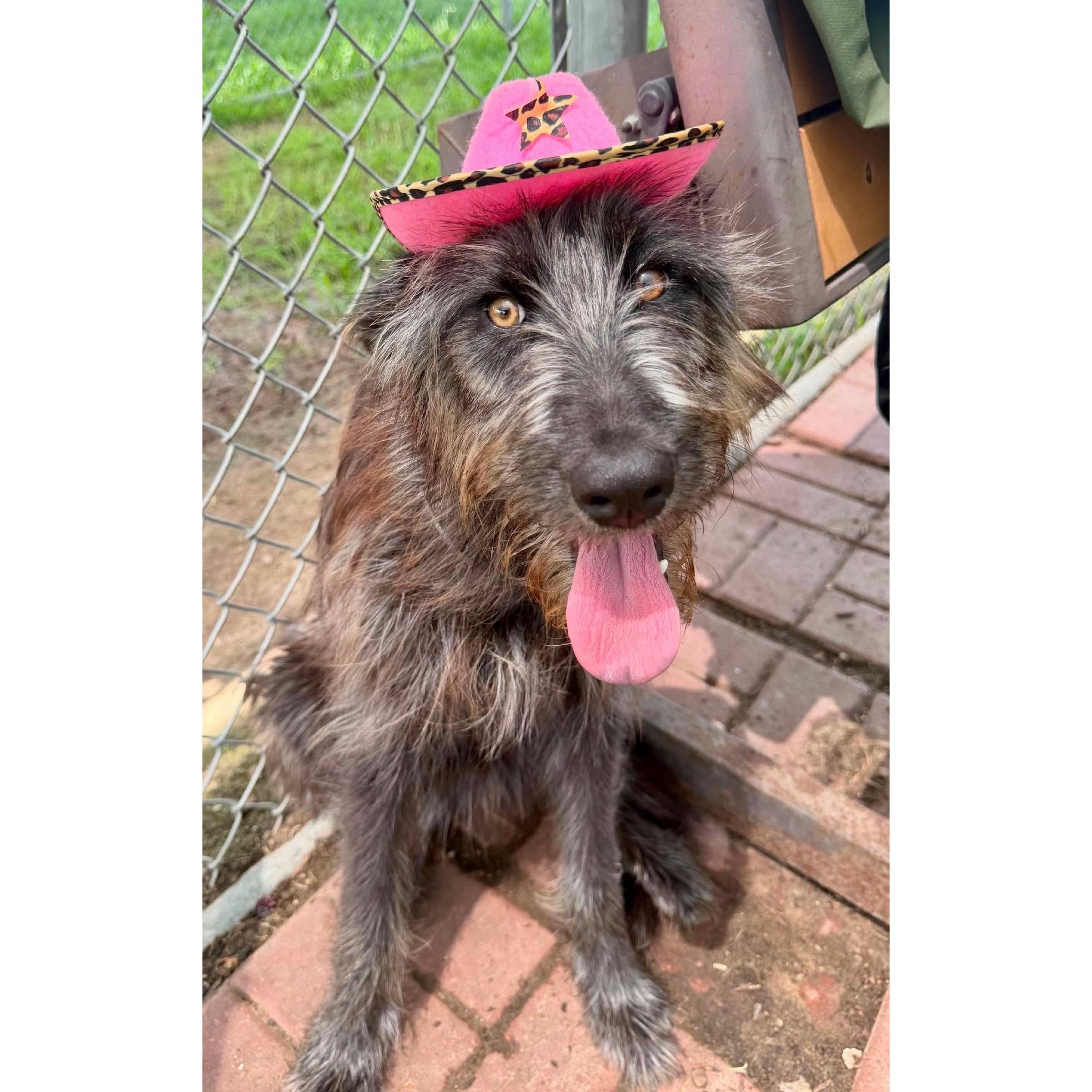 Enlarge Junie, a ADOPTABLE mixed breed in Boulder, CO image 1/2