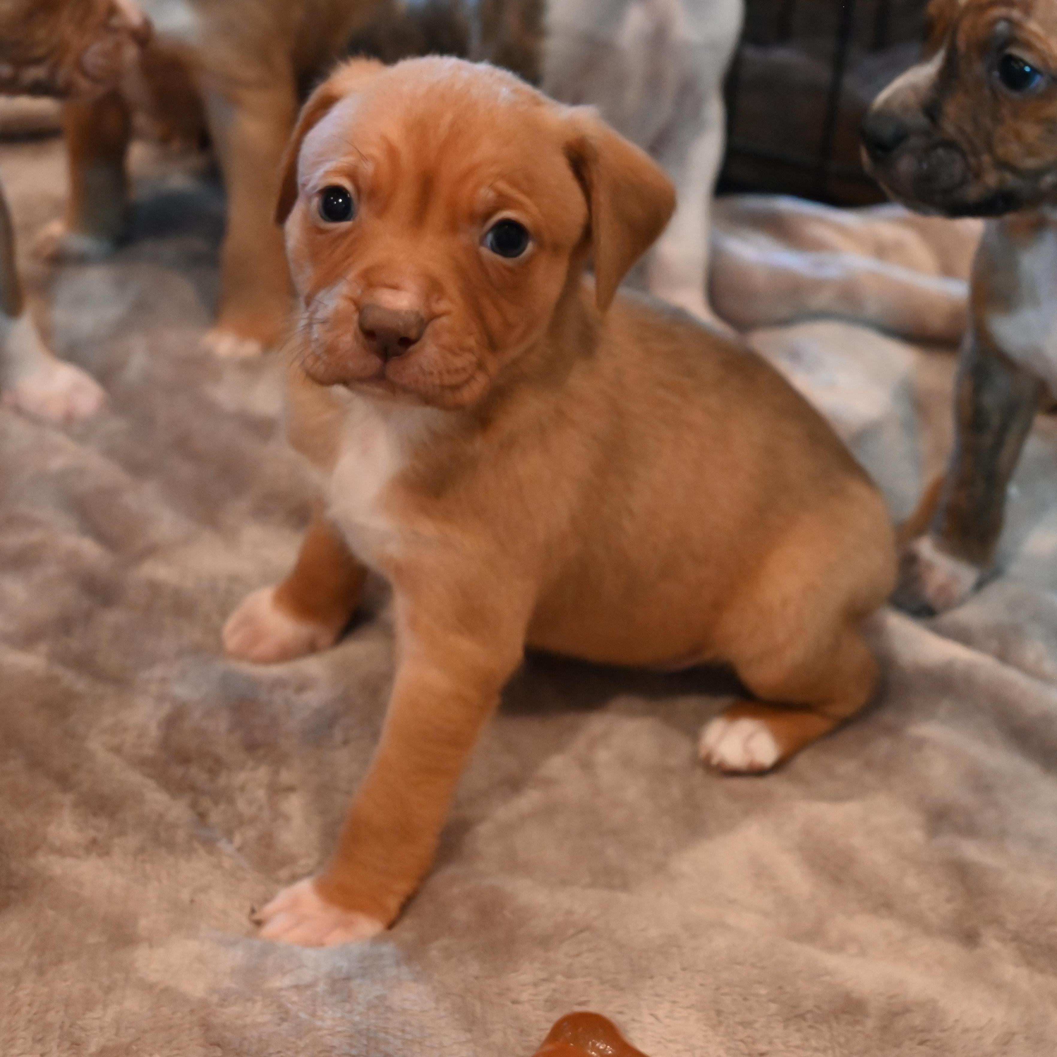 Enlarge Cotton Candy, a ADOPTABLE mixed breed in Goshen, KY image 3/3