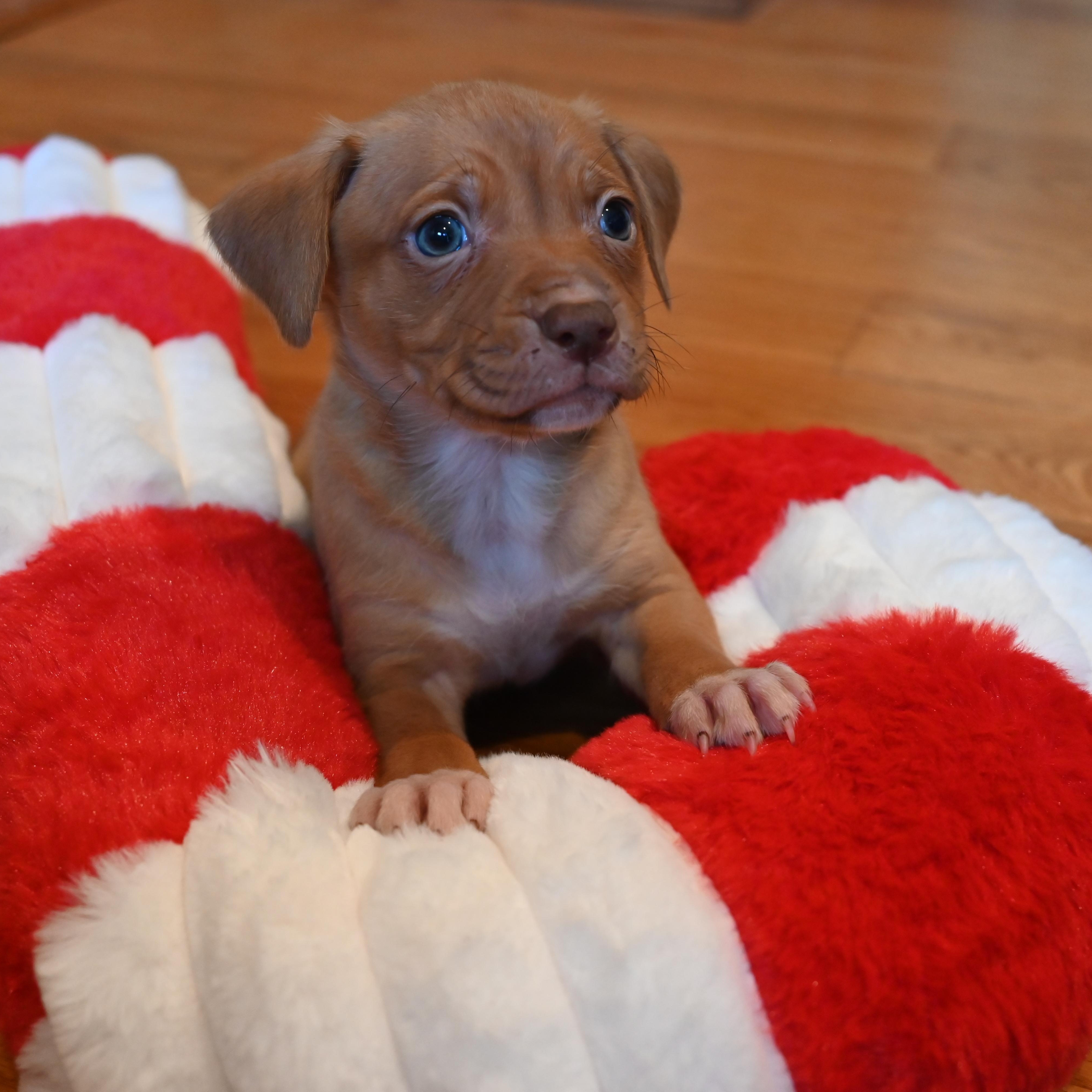 Cotton Candy, ADOPTABLE, Puppy Female Jack Russell Terrier.
