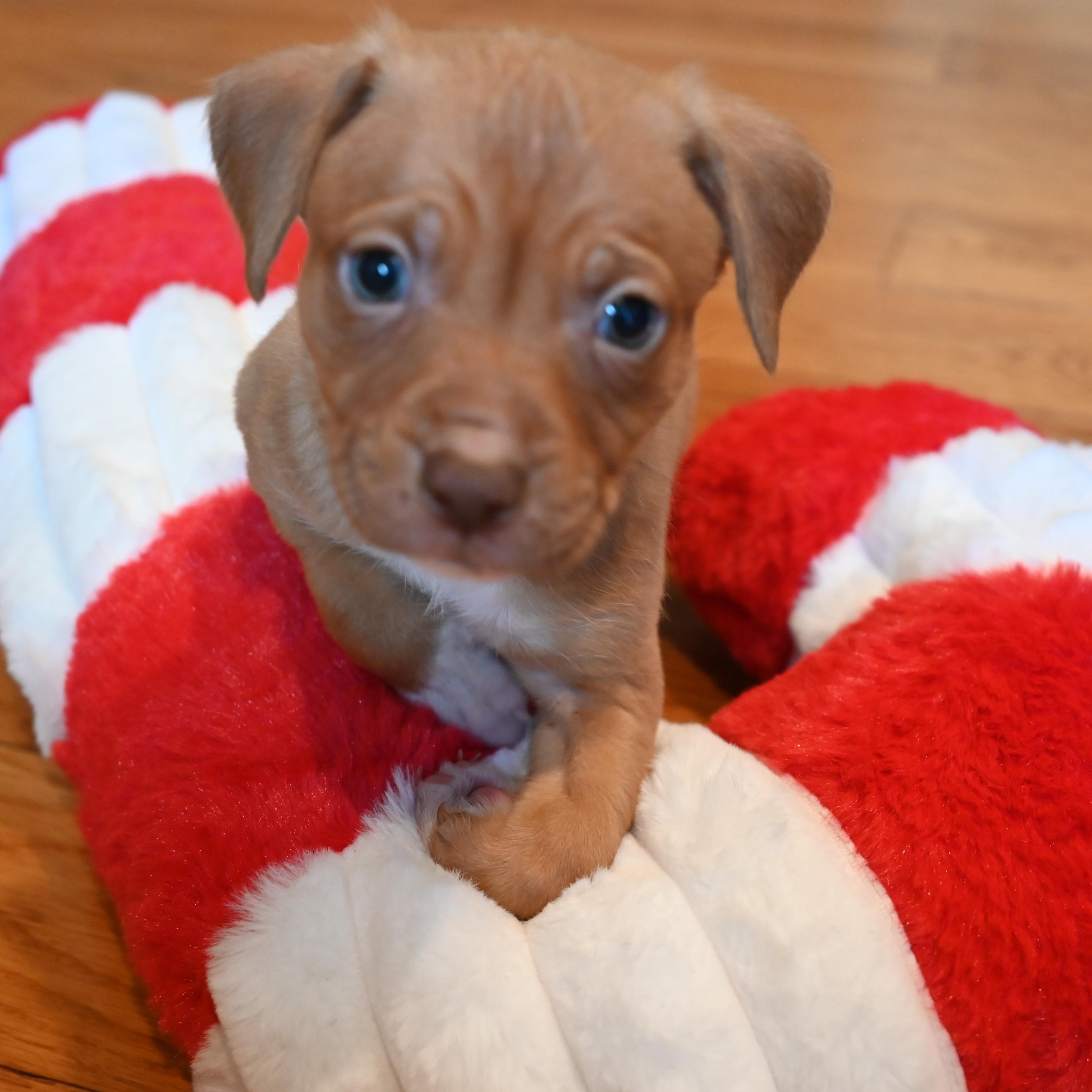 Enlarge Cotton Candy, a ADOPTABLE mixed breed in Goshen, KY image 2/3