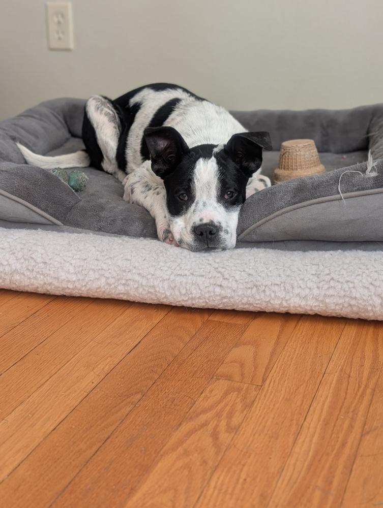 Brookhaven, Adoptable, Puppy Female Cattle Dog & Great Dane.