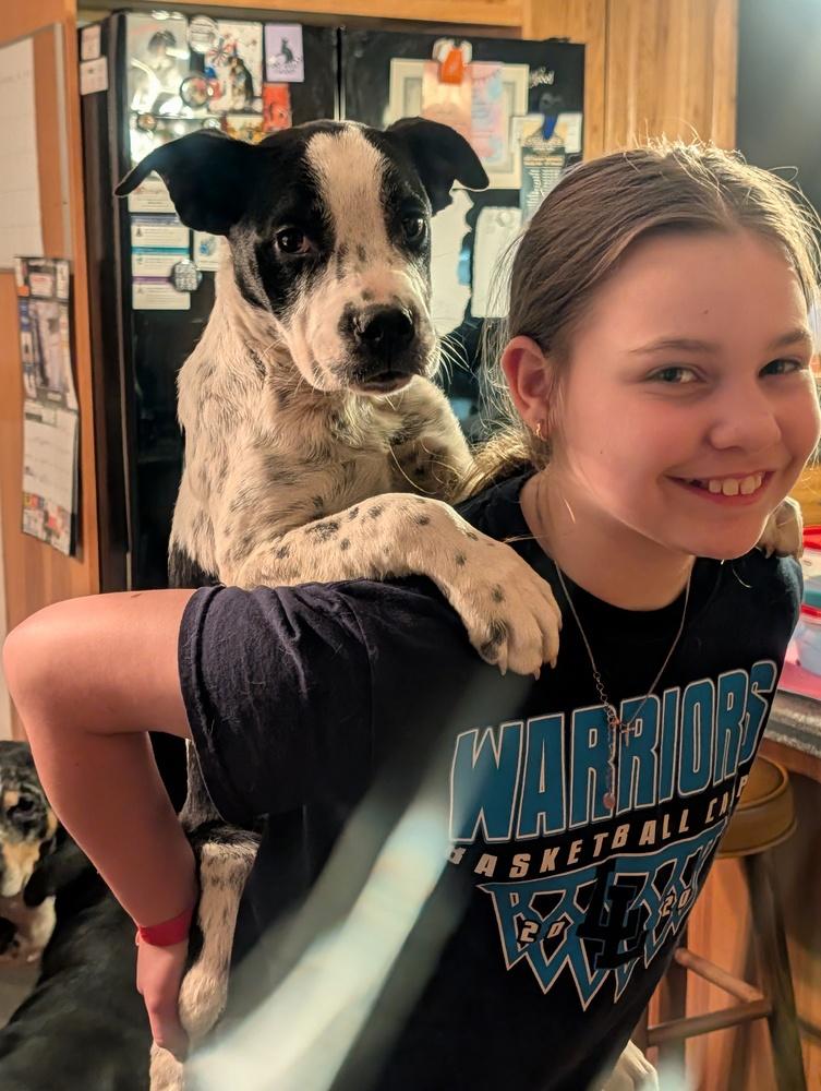 Enlarge Brookhaven, a Adoptable mixed breed in Waunakee, WI image 2/6