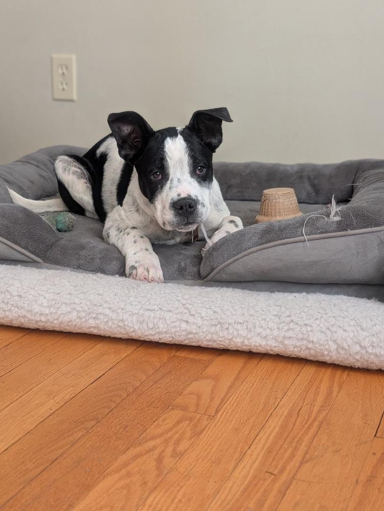 Enlarge Brookhaven, a Adoptable mixed breed in Waunakee, WI image 3/6