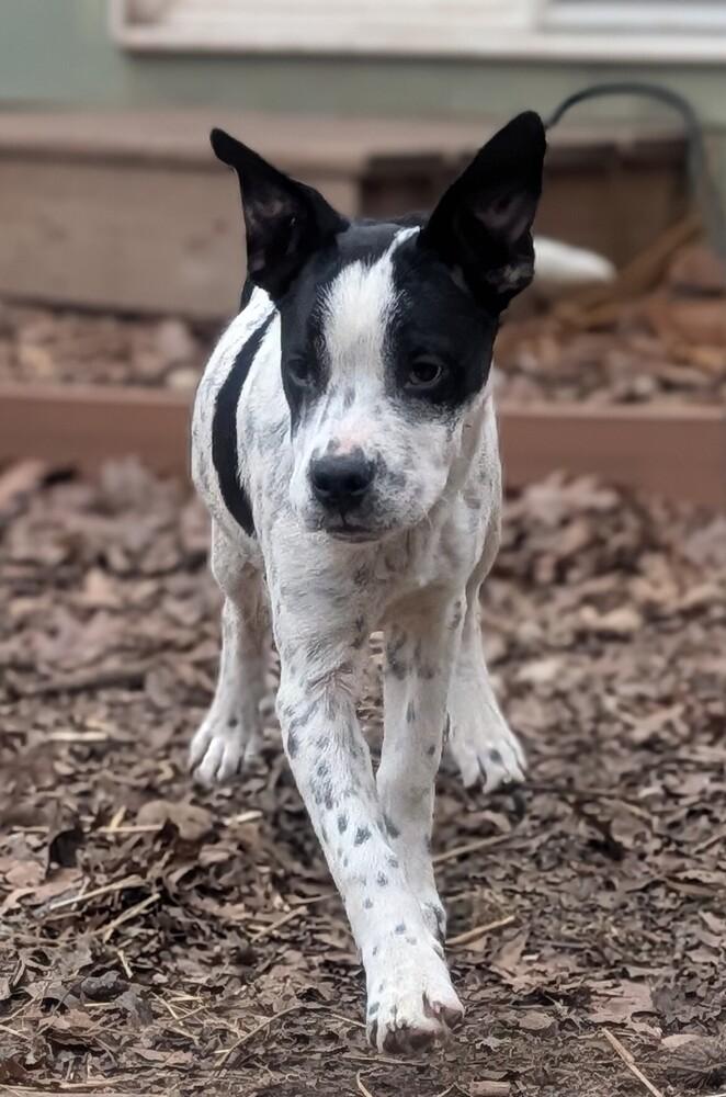 Enlarge Brookhaven, a Adoptable mixed breed in Waunakee, WI image 4/6