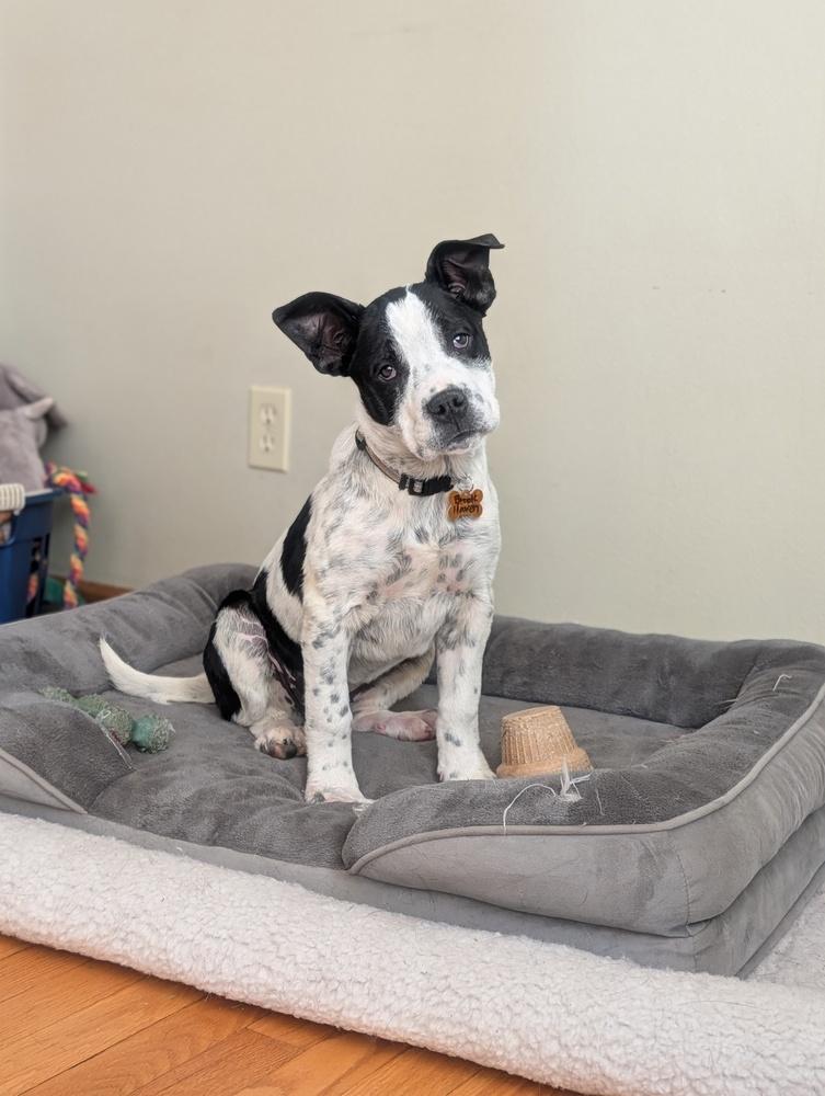 Enlarge Brookhaven, a Adoptable mixed breed in Waunakee, WI image 5/6