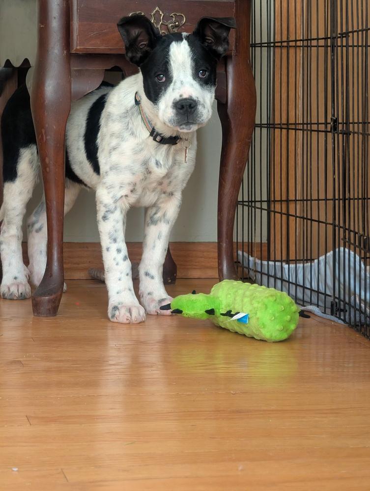 Enlarge Brookhaven, a Adoptable mixed breed in Waunakee, WI image 6/6