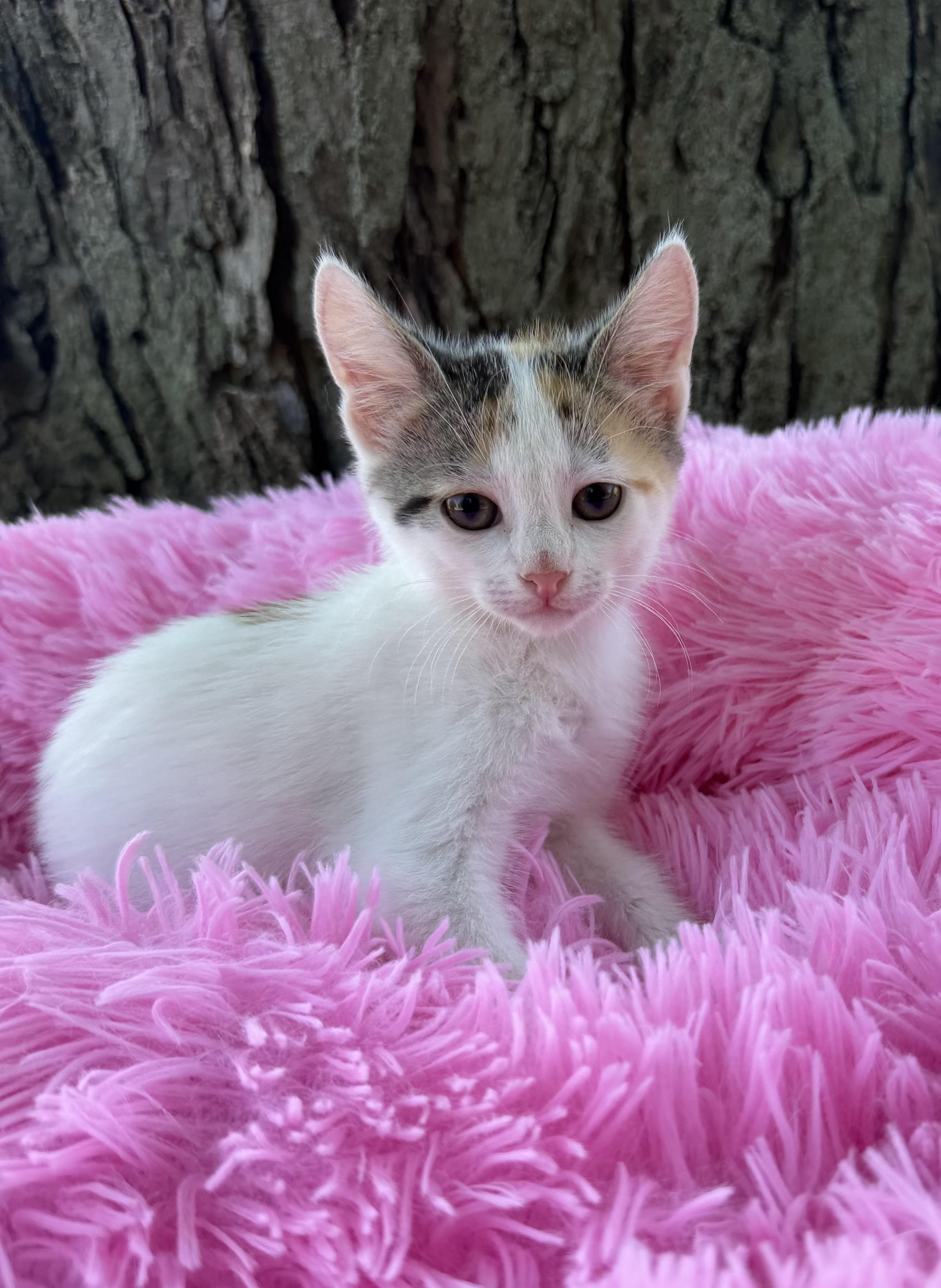 Enlarge Nugget, a Adopted mixed breed in Crown Point, IN image 4/4