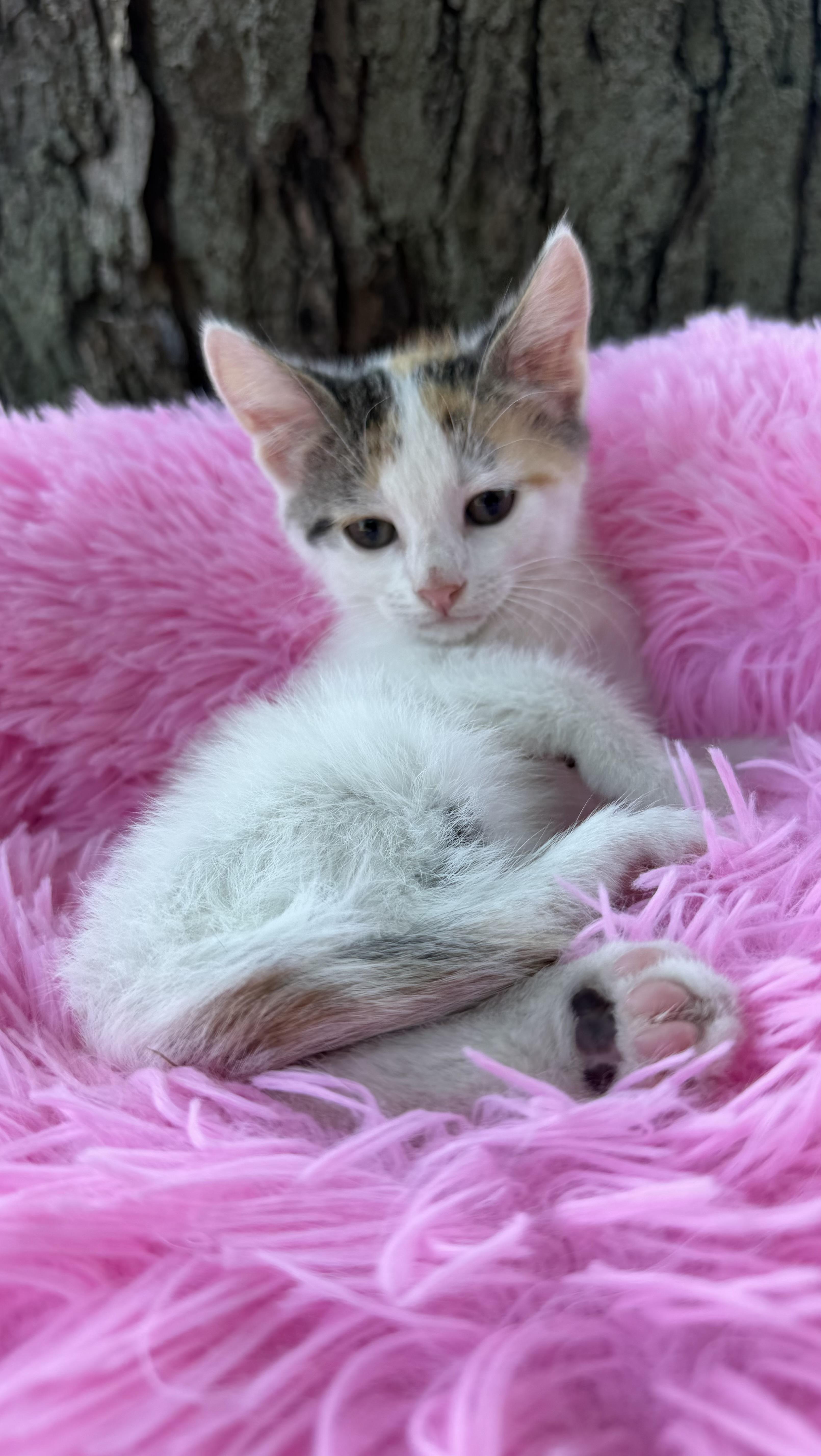 Enlarge Nugget, a Adopted mixed breed in Crown Point, IN image 3/4
