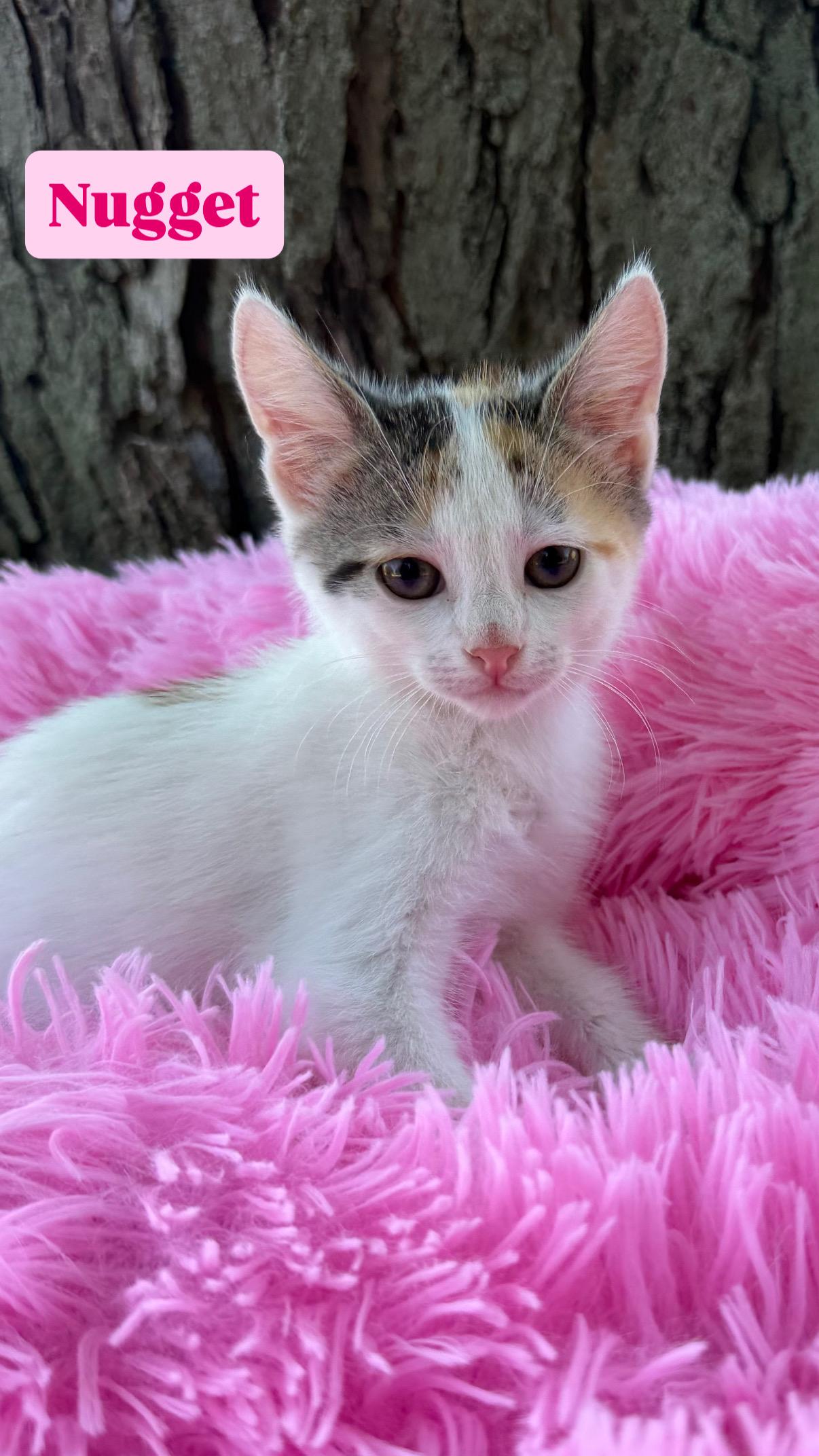 Nugget, Adopted, Kitten Female Calico & Domestic Short Hair.