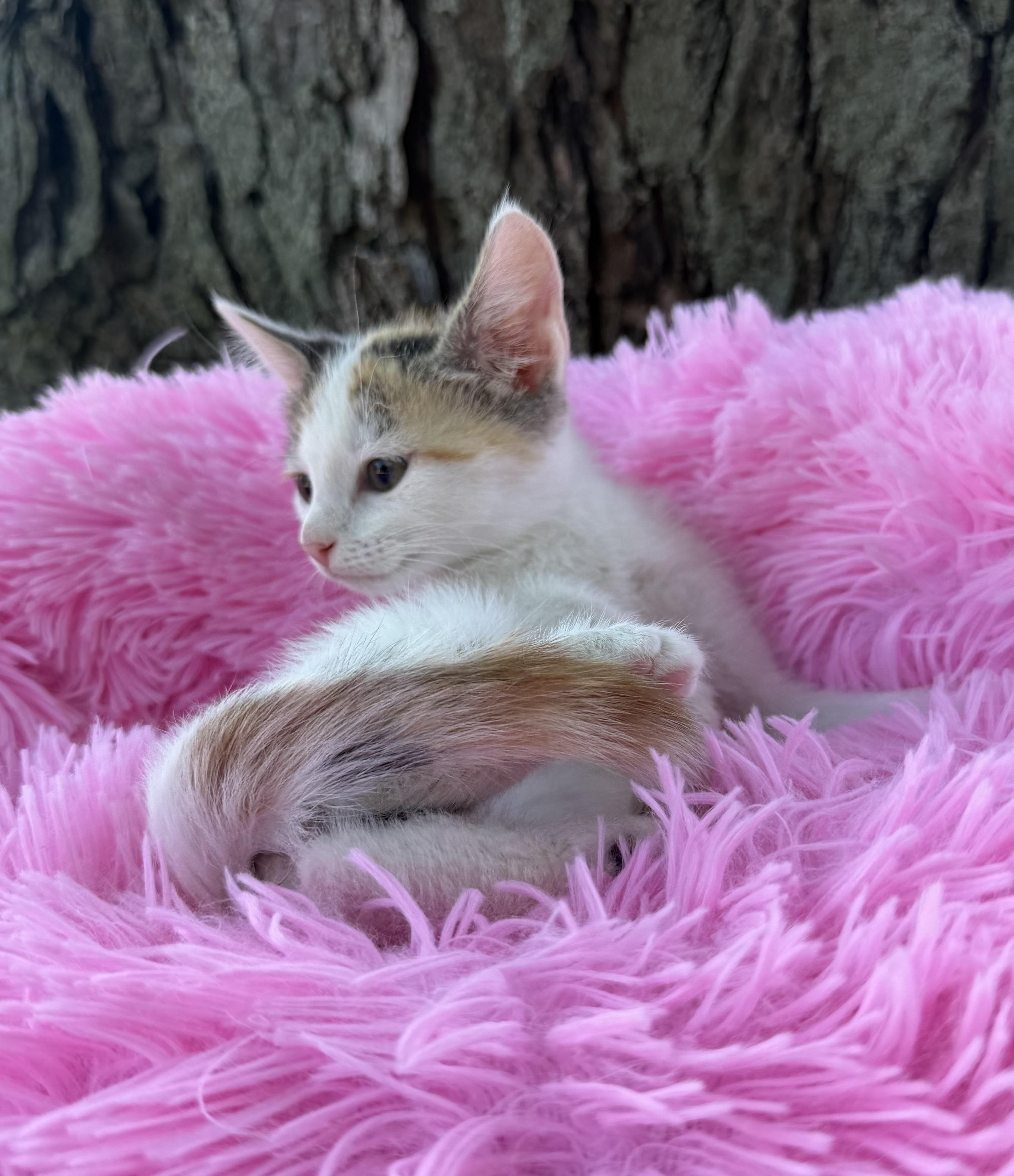 Enlarge Nugget, a Adopted mixed breed in Crown Point, IN image 2/4